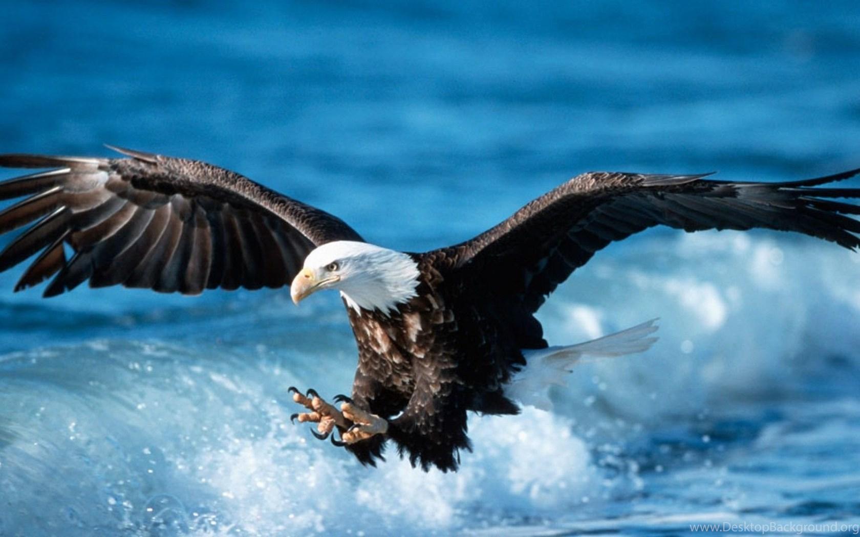 1680x1050 Eagle Wallpaper Background Desktop Background