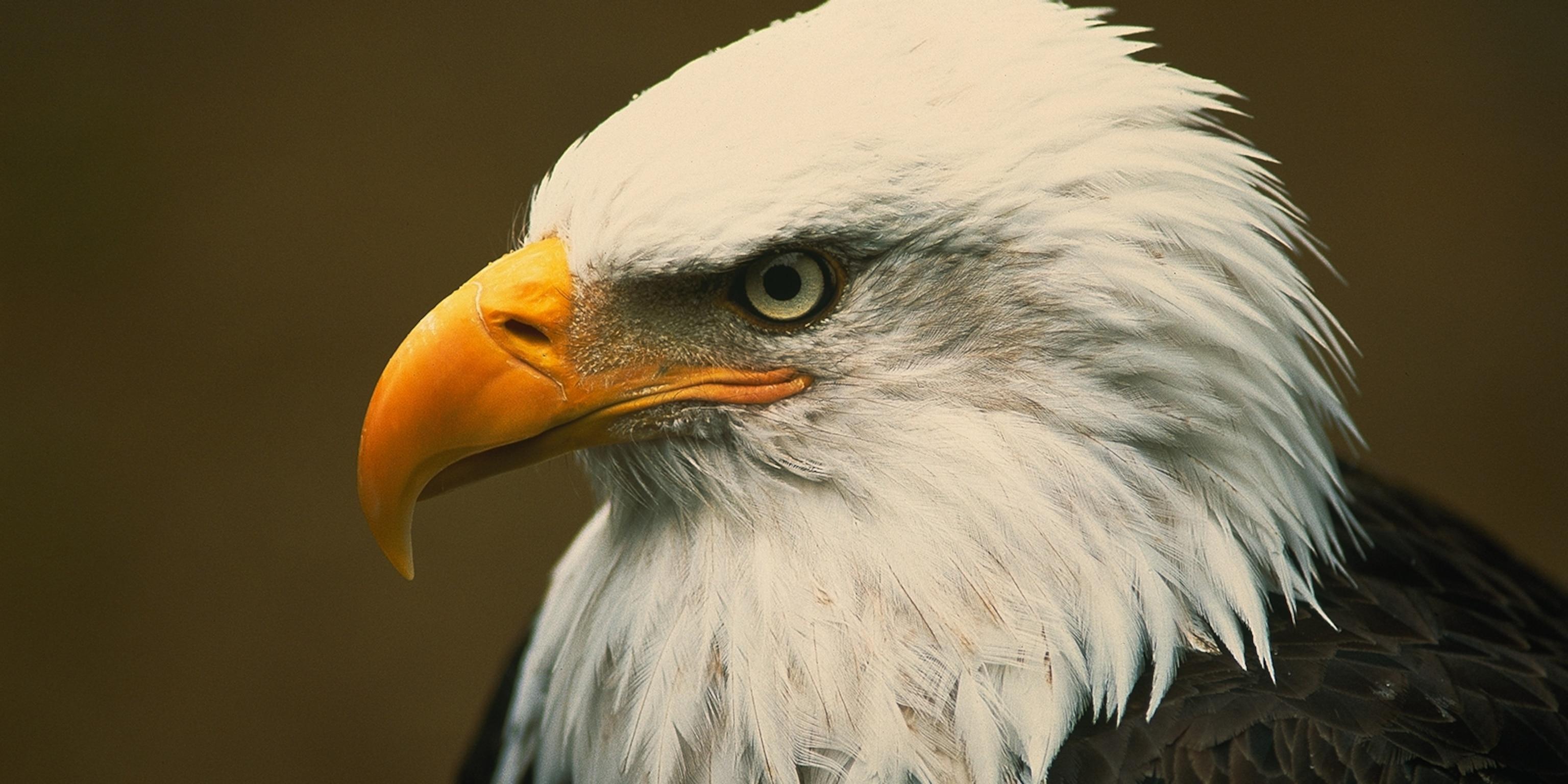3072x1536 Bald Eagle