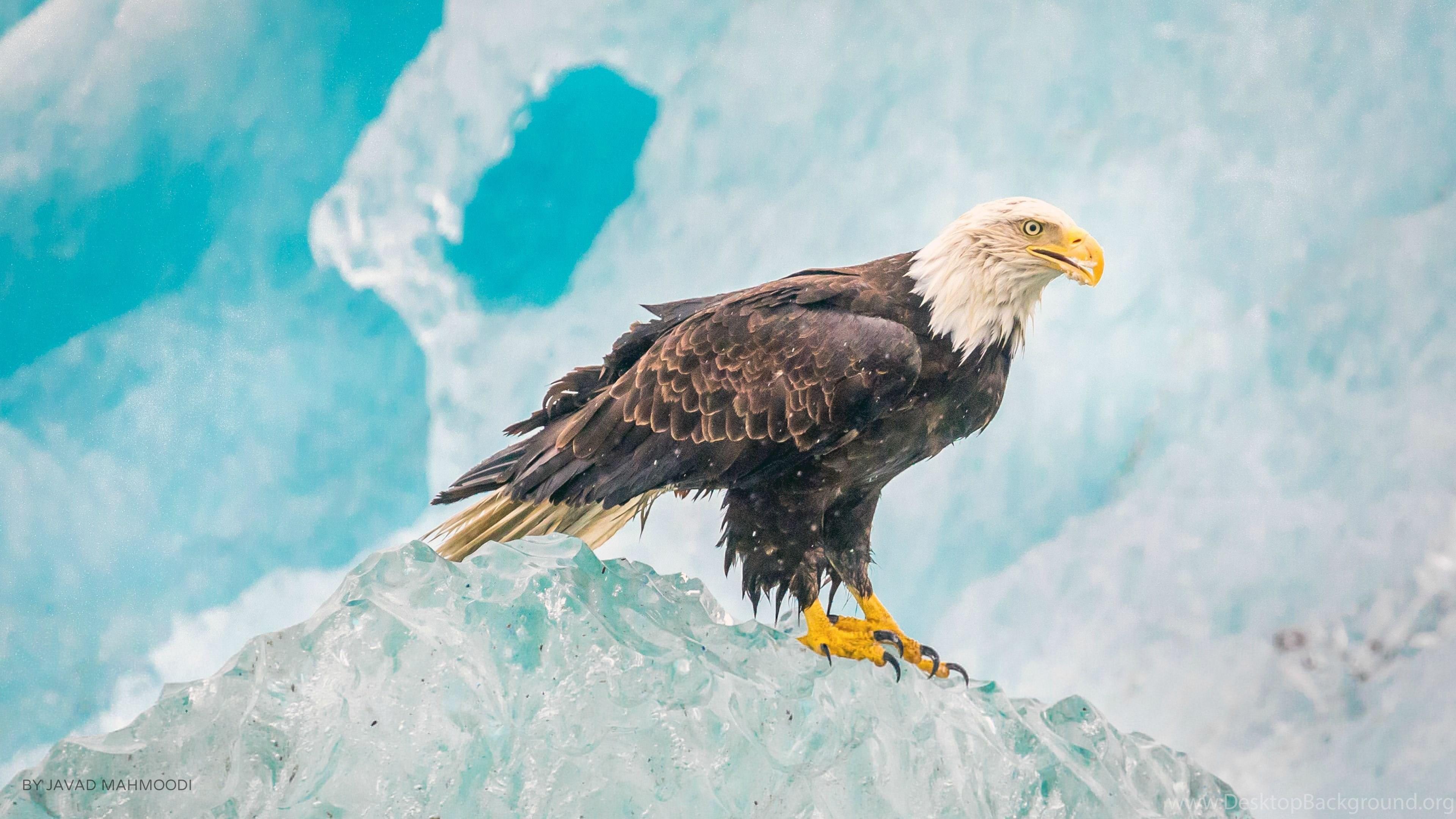 3840x2160 Bald Eagle on Ice Ultra HD Desktop Background