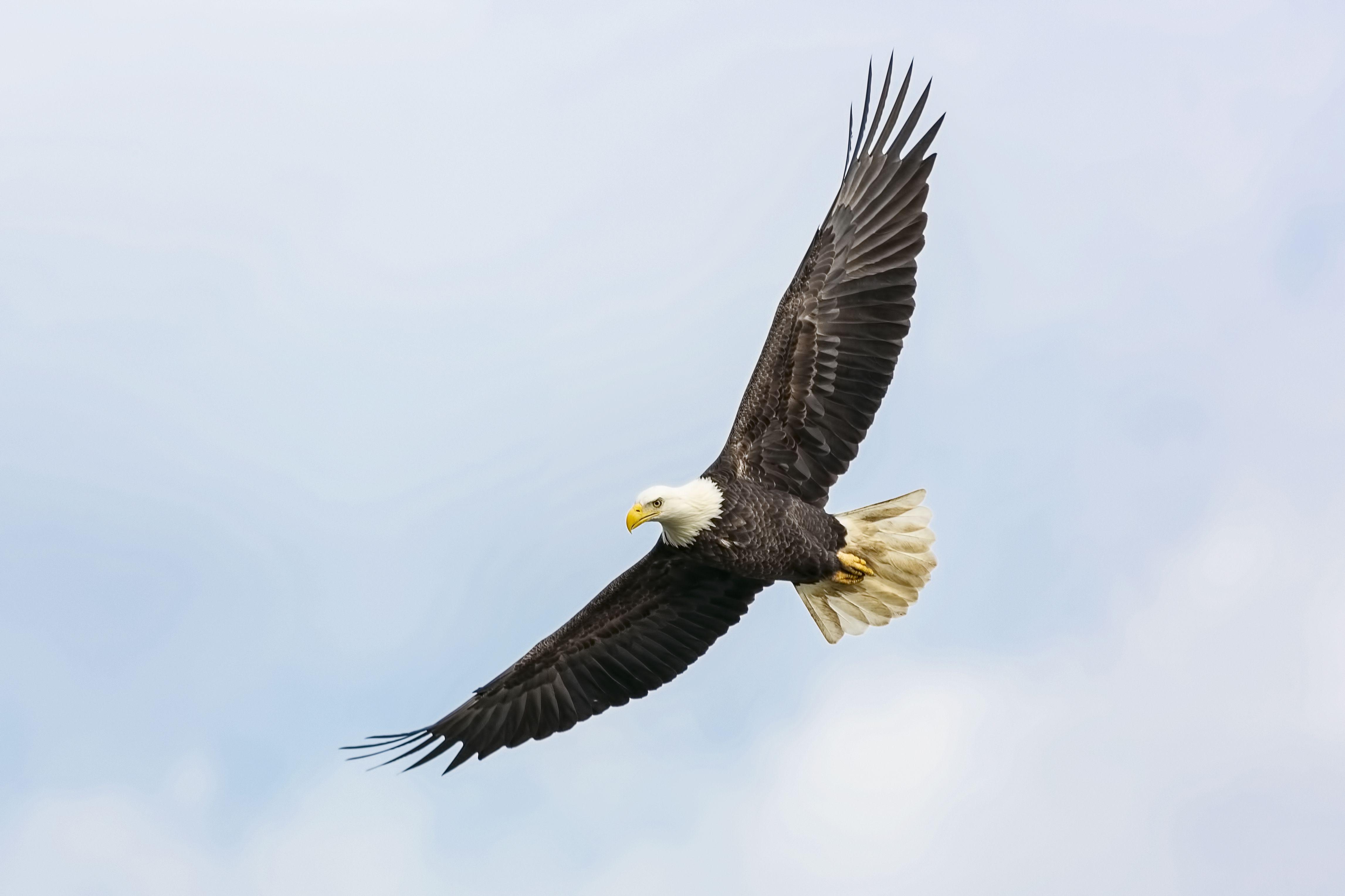 4586x3057 Eagle Wallpaper, HD Eagle Background