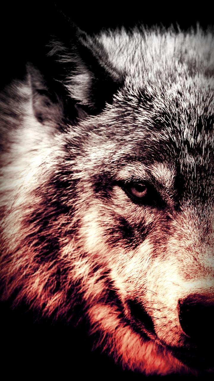 720x1280 Download Wolf wallpaper by _GIVENCHY_ now. Browse millions of popular wild Wallpaper and Ringto. Wolf wallpaper, Wolf photo, Wolf picture