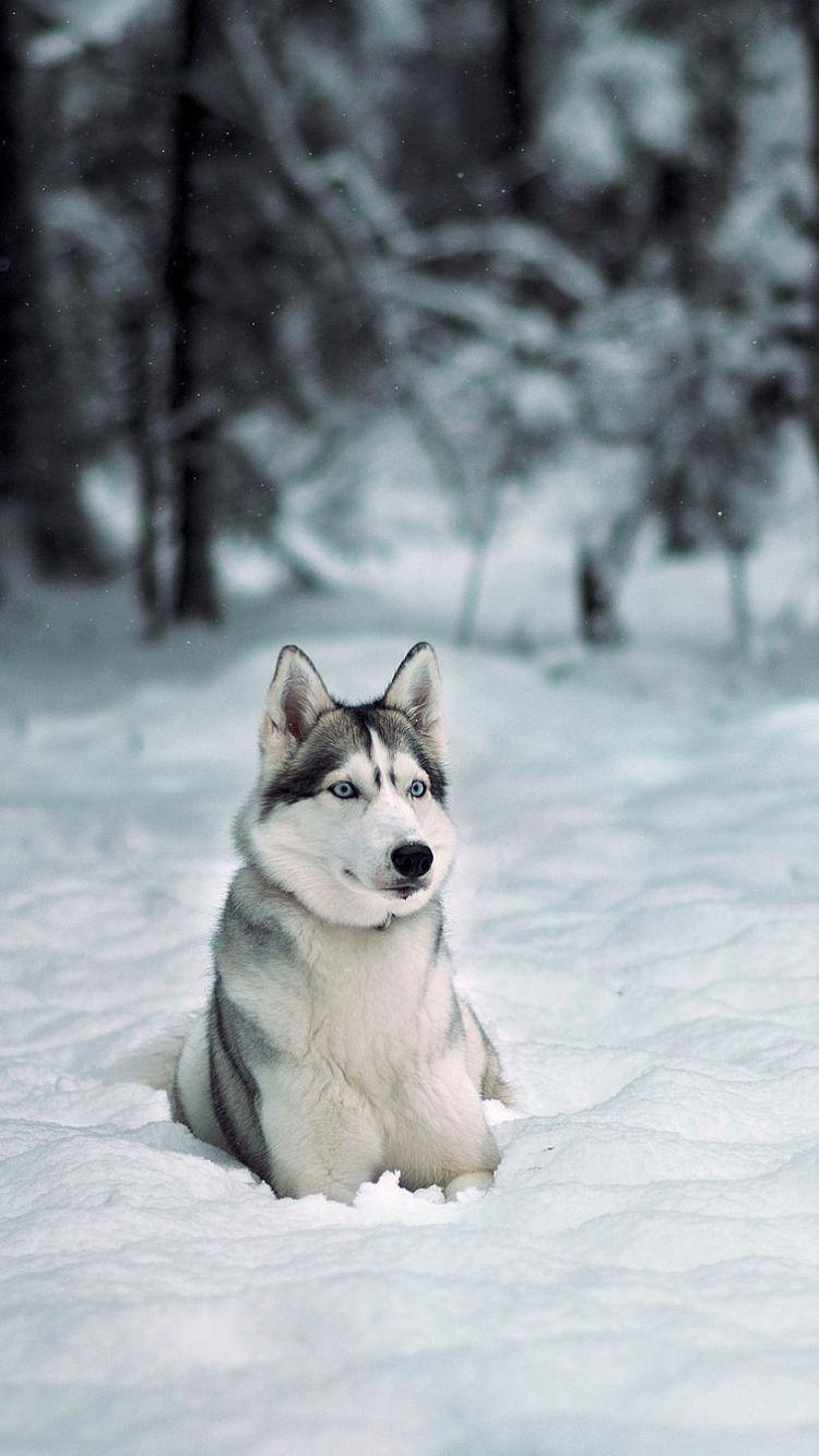 Droll Iphone 7 Siberian Husky Wallpaper Iphone