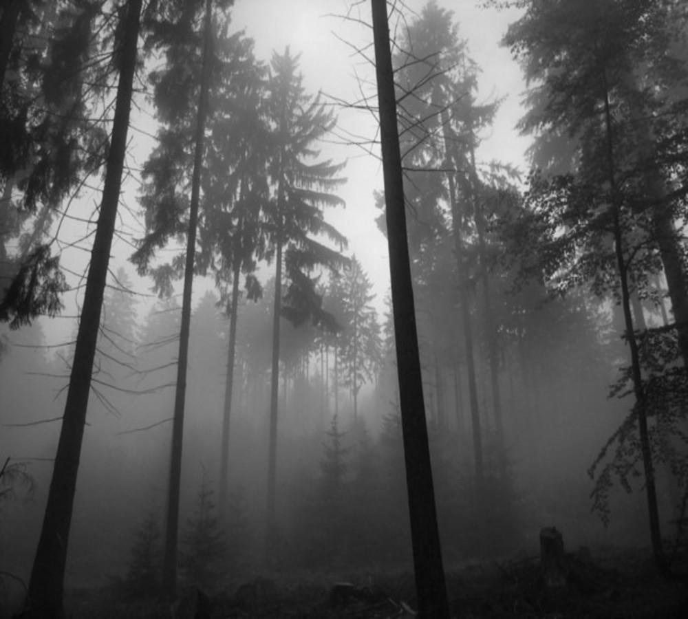 1000x900 Black and White Woods Wallpaper