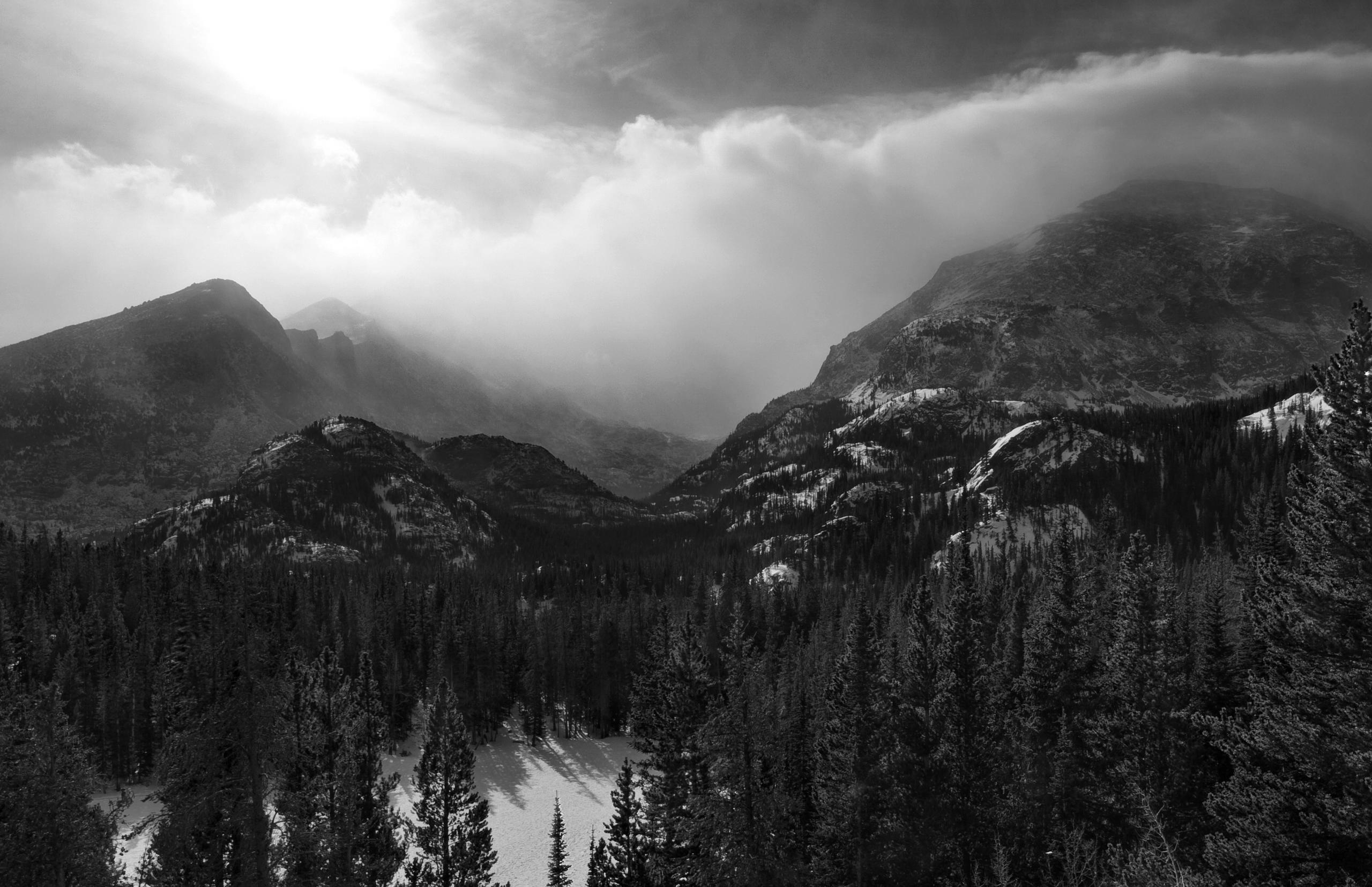 2560x1656 Black and White Woods Wallpaper