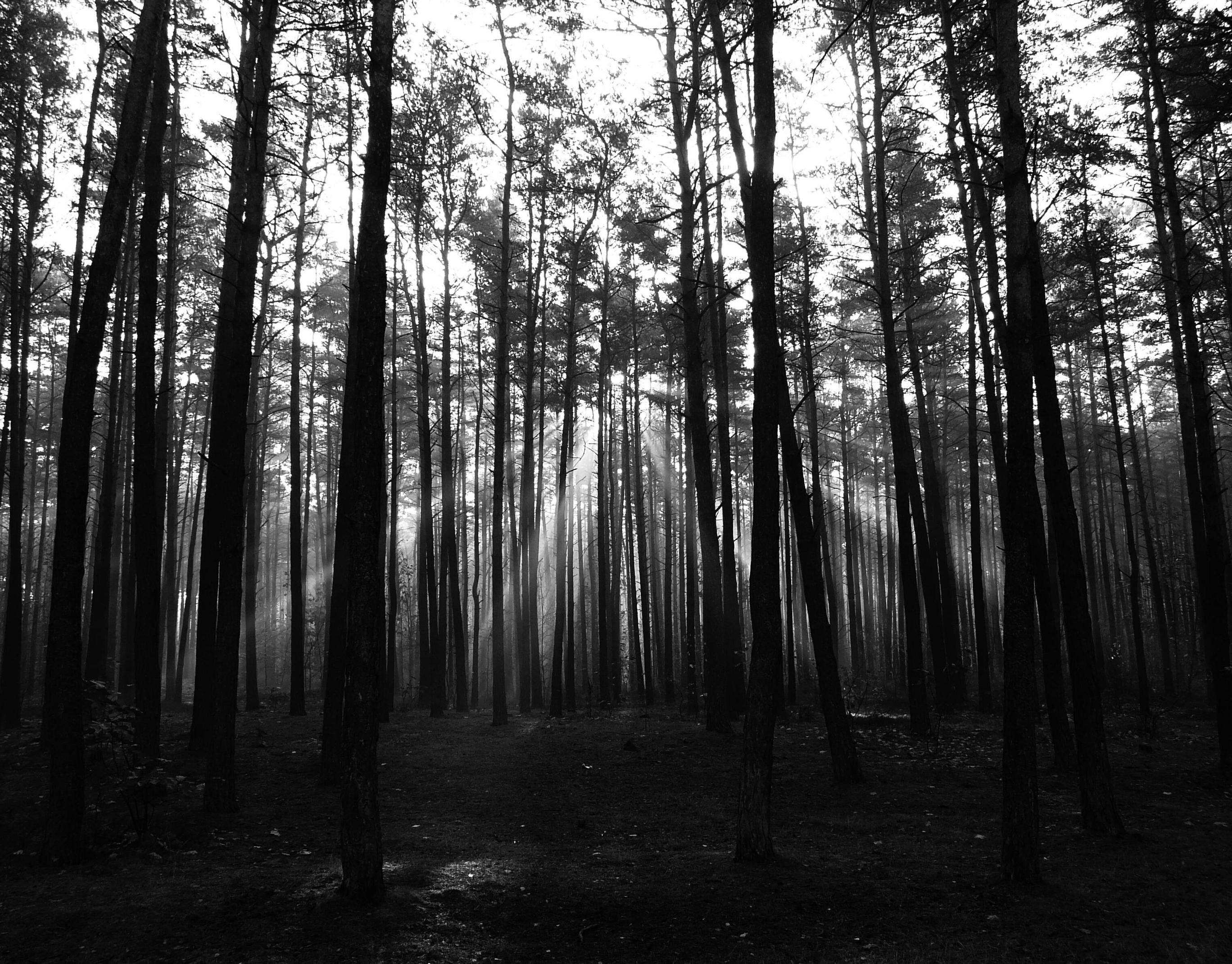 2736x2141 woods HD wallpaper, Background
