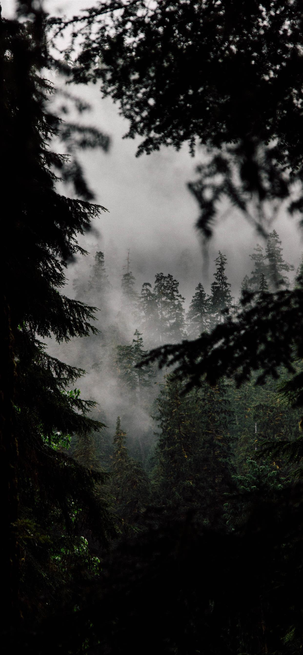 1242x2688 In the Quiet Woods iPhone X Wallpaper Free Download