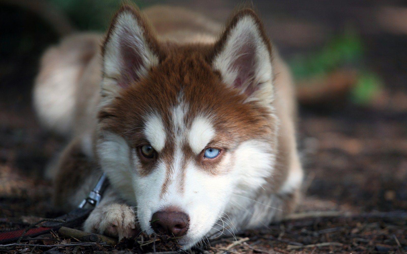 1600x1000 Gambar Joss: Husky Dog Wallpaper HD