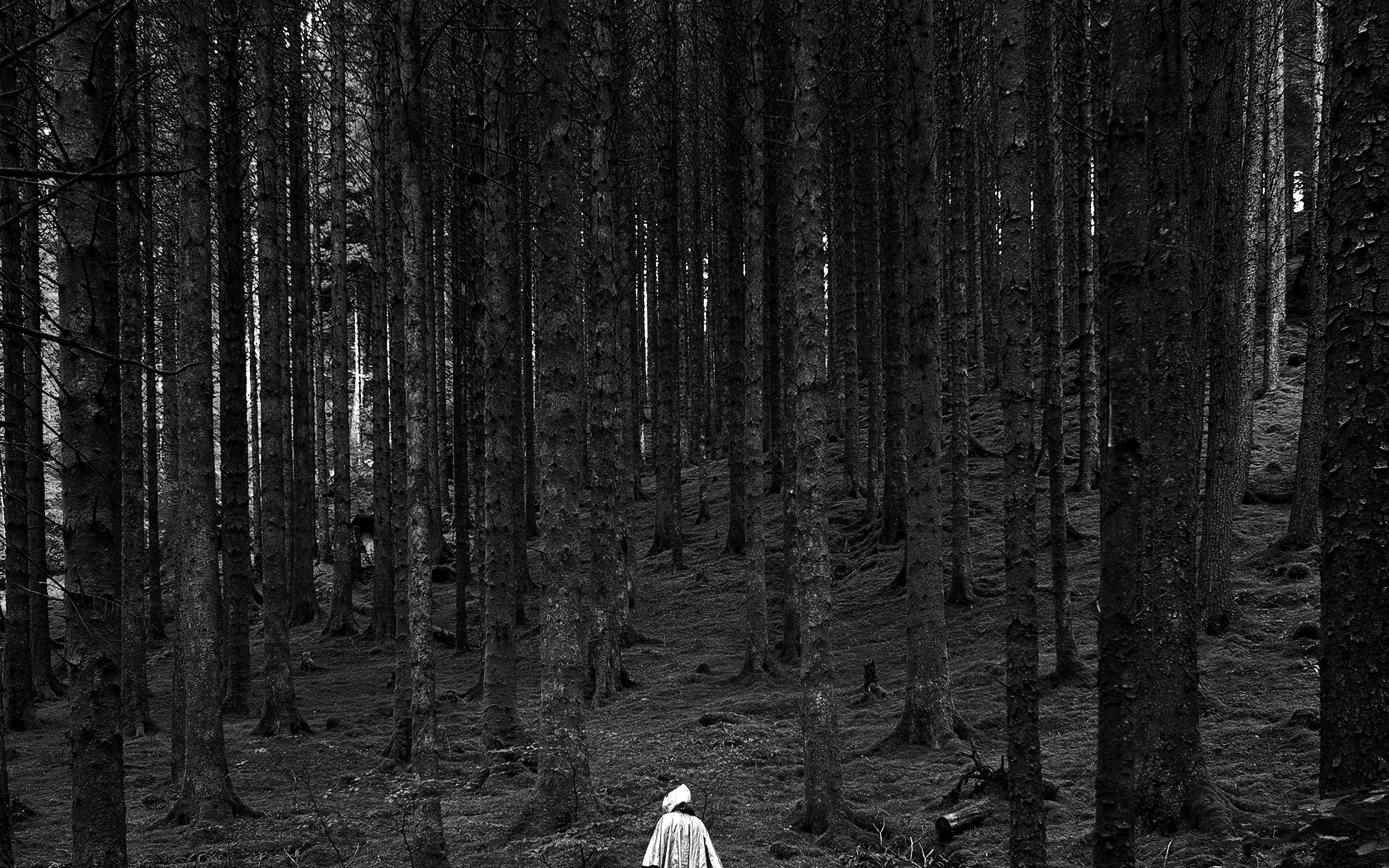 3840x2400 In Wood Forest Mountain Nature Dark Bw Wallpaper