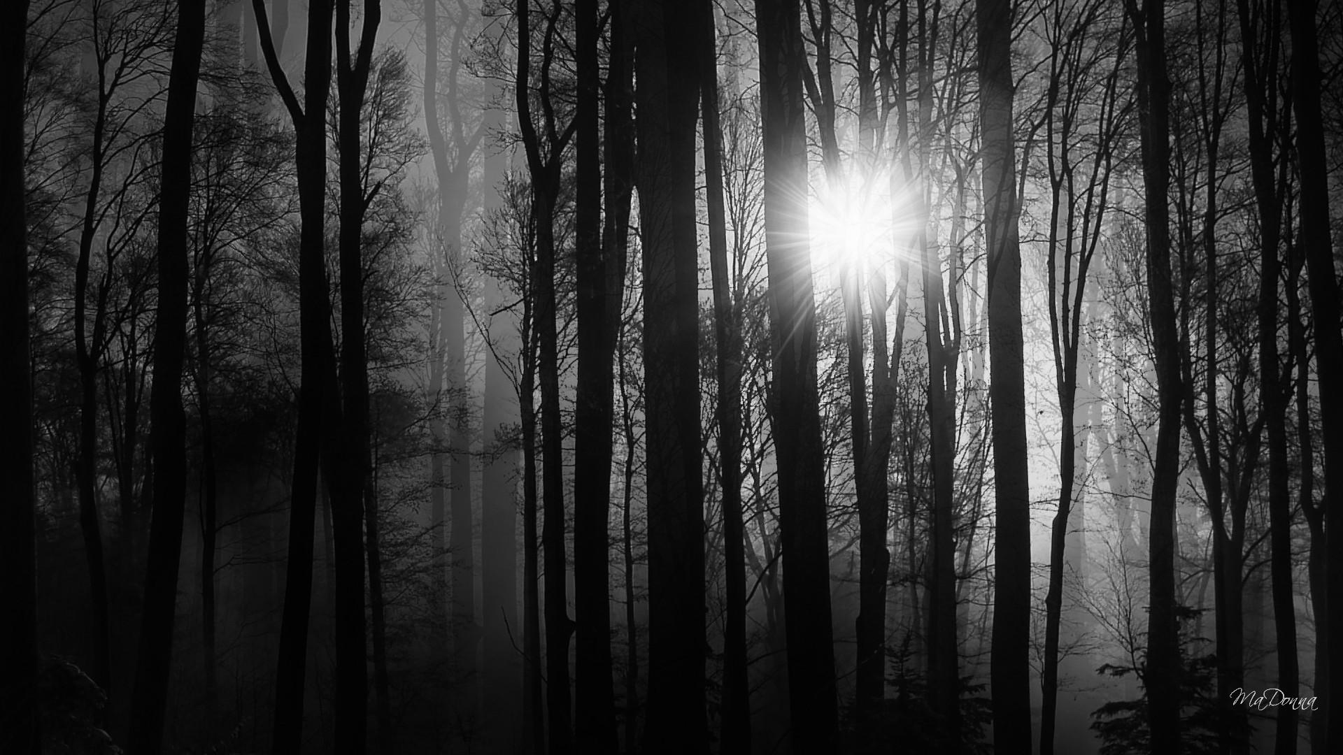 Black and White Woods Wallpapers - Top Free Black and White Woods ...