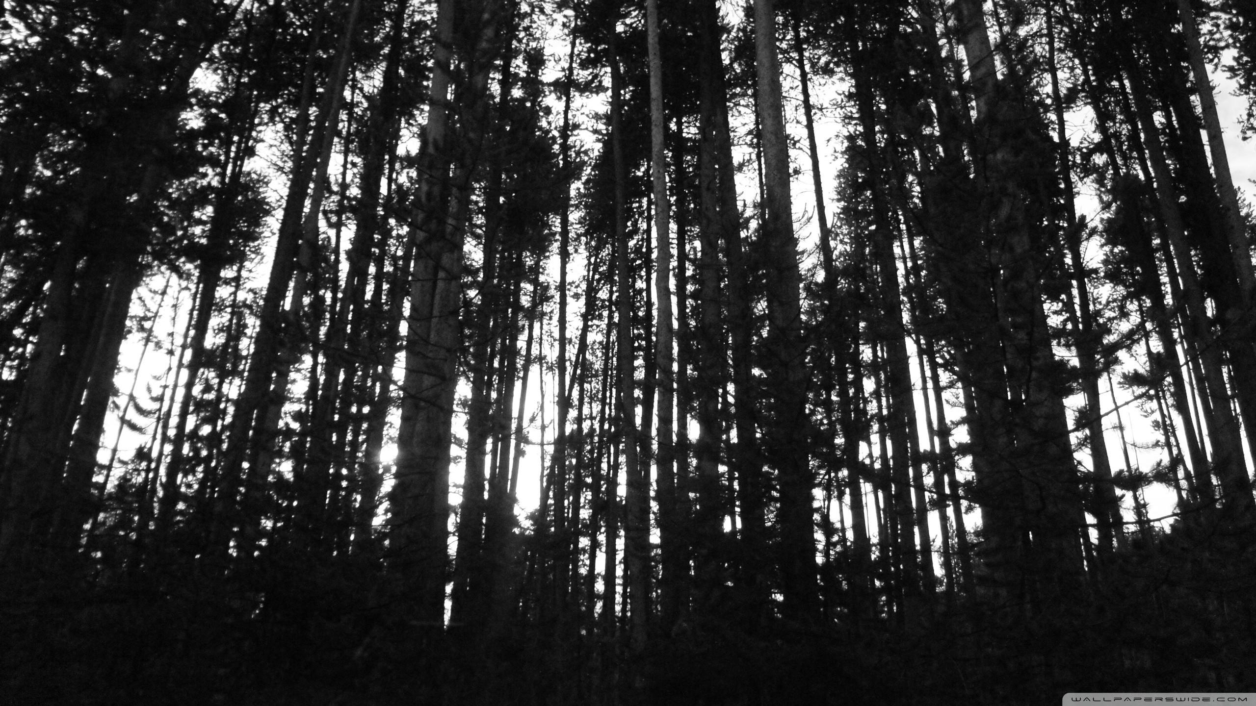2560x1440 Black and White Forest
