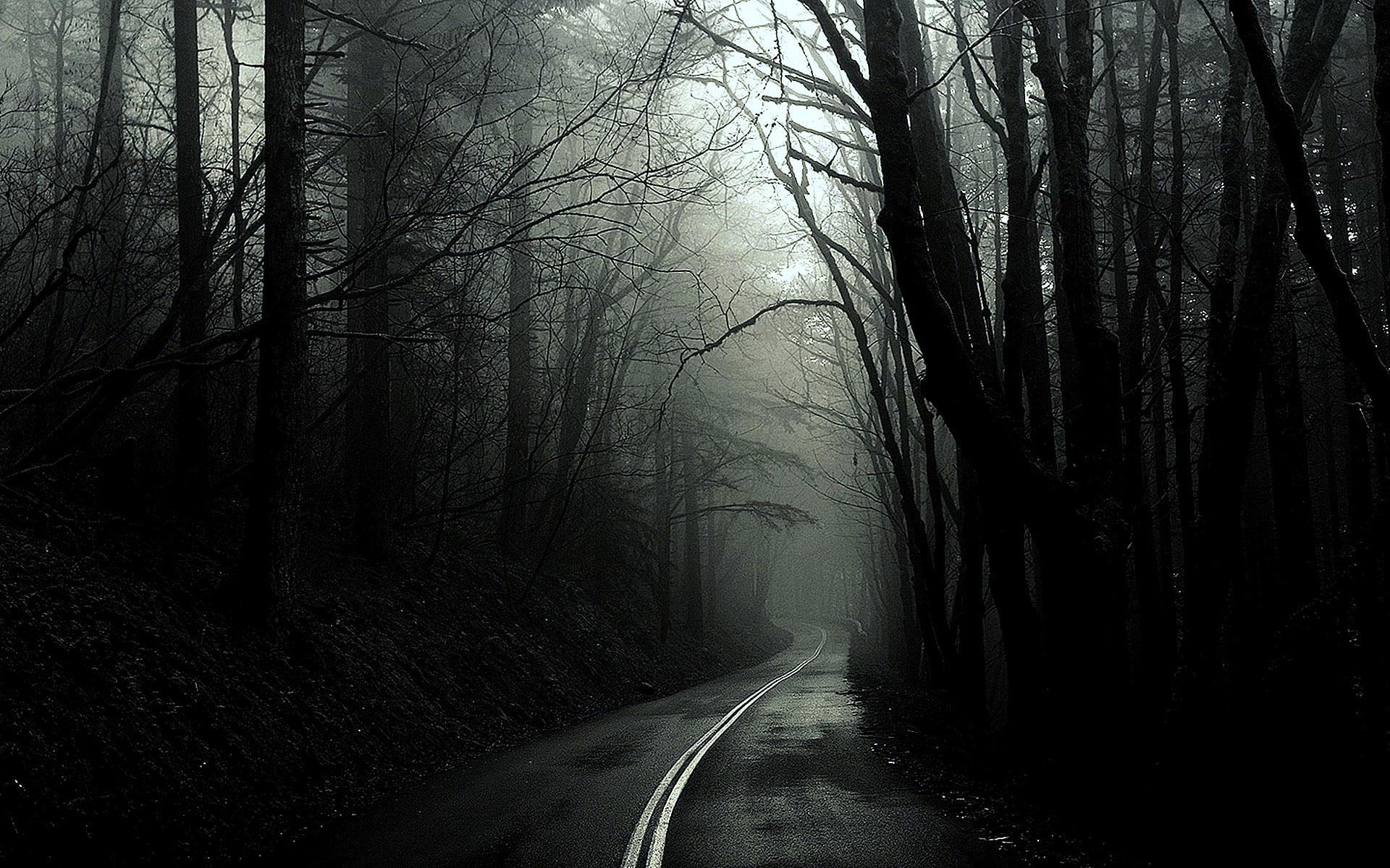 1920x1200 Black Dark Forest Wallpaper, Monochrome, Roads, Trees, White • Wallpaper For You
