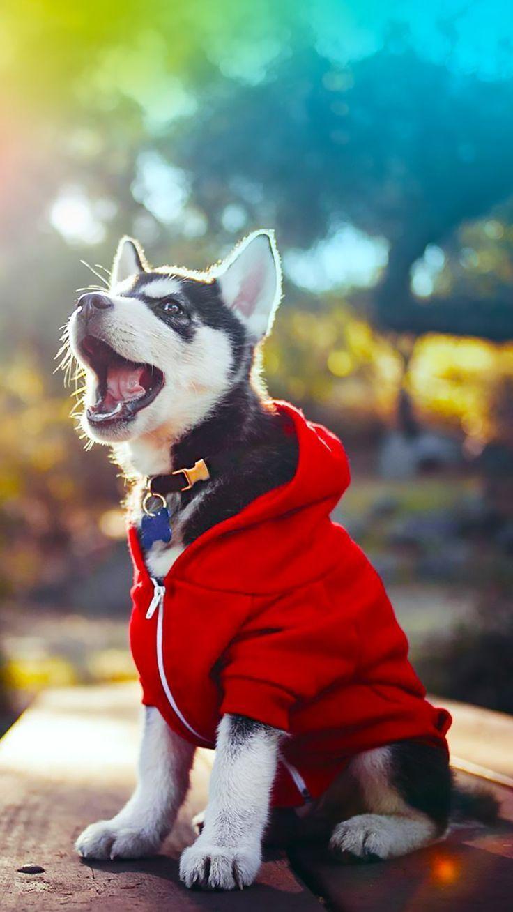 736x1308 Husky Wallpaper iPhone 6 Plus