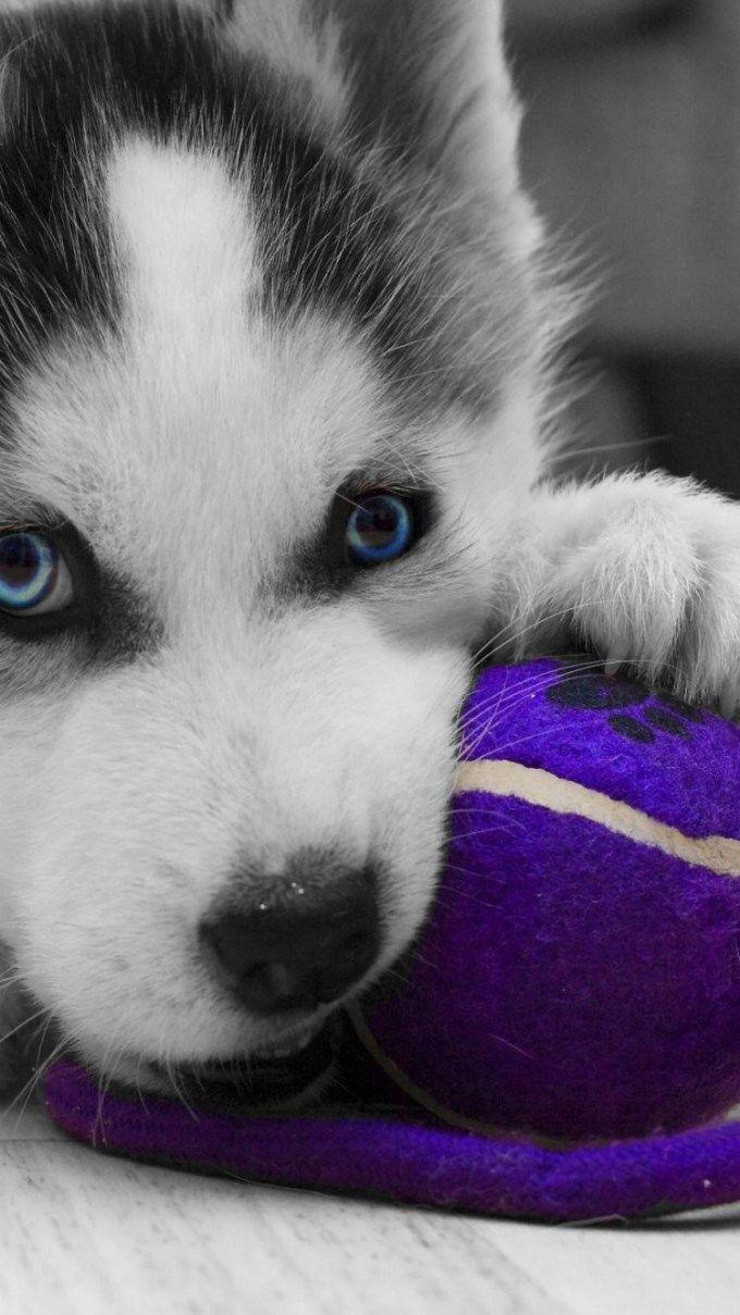 680x1209 Husky Wallpaper iPhone 6 Plus