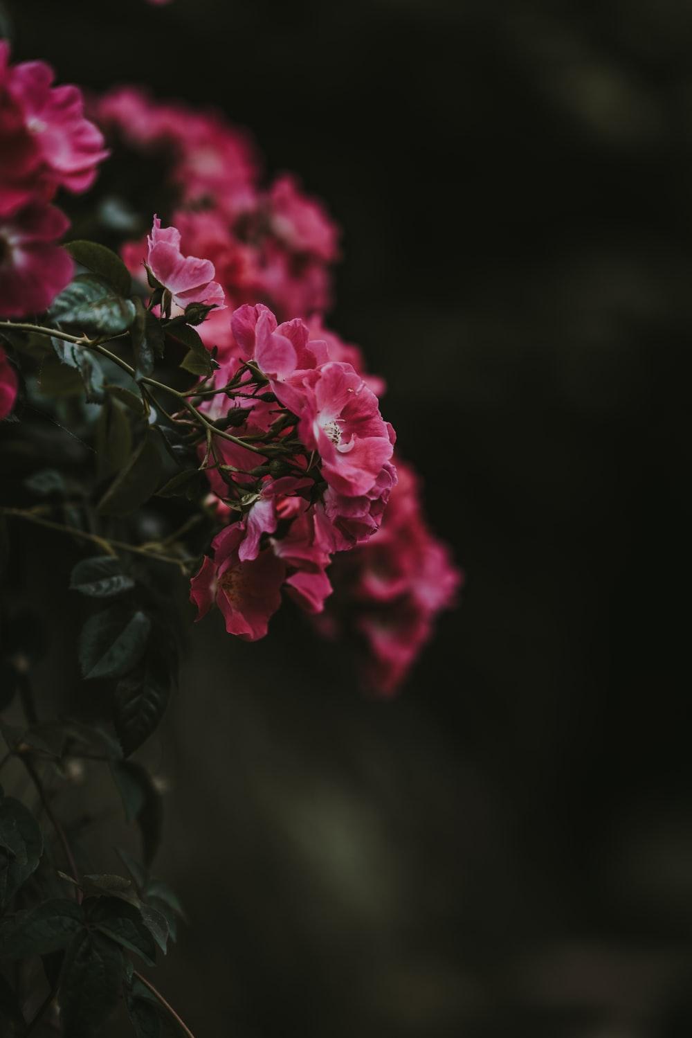 1000x1499 Dark Pink Picture. Download Free Image
