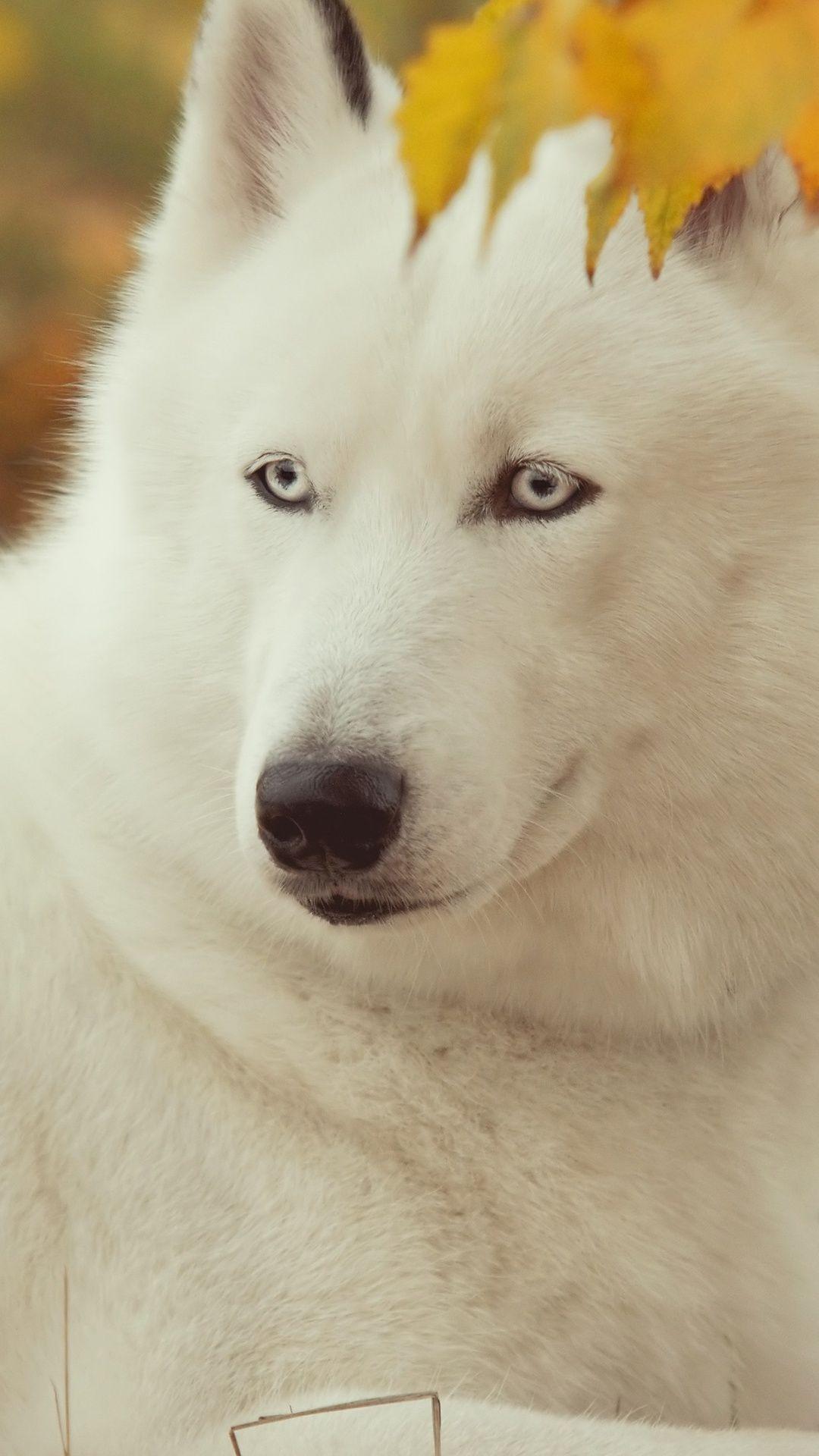 1080x1920 Siberian Husky Wallpaper. Wallpaper Studio 10. Tens of thousands