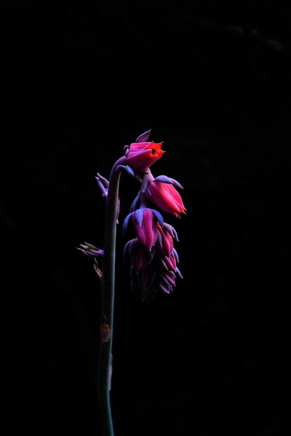 1000x1500 Flowers with Black Background. best free black, flower, petal, and dark photo