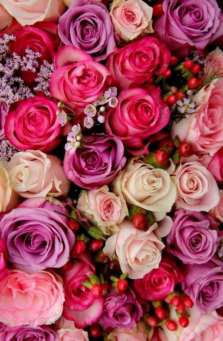736x1126 Sign in. Spring roses, Beautiful flowers, Beautiful flowers wallpaper