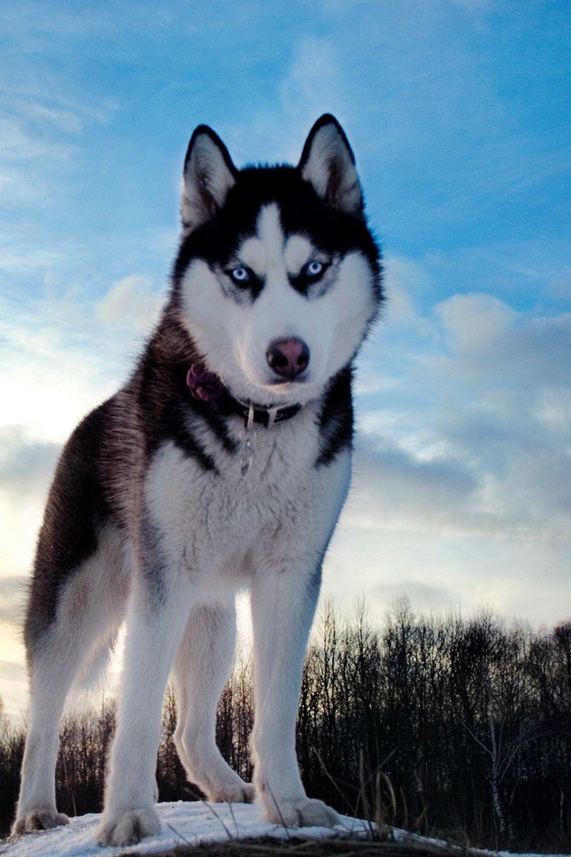 800x1200 Download Wallpaper 800x1200 Husky, Dog, Hill, Snow Iphone 4s 4