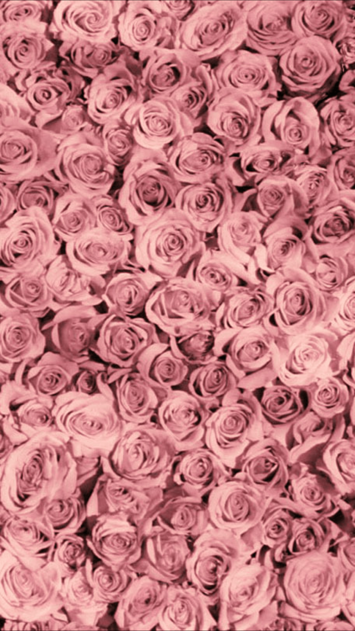 Black Pink Floral Wallpapers Top Free Black Pink Floral Backgrounds