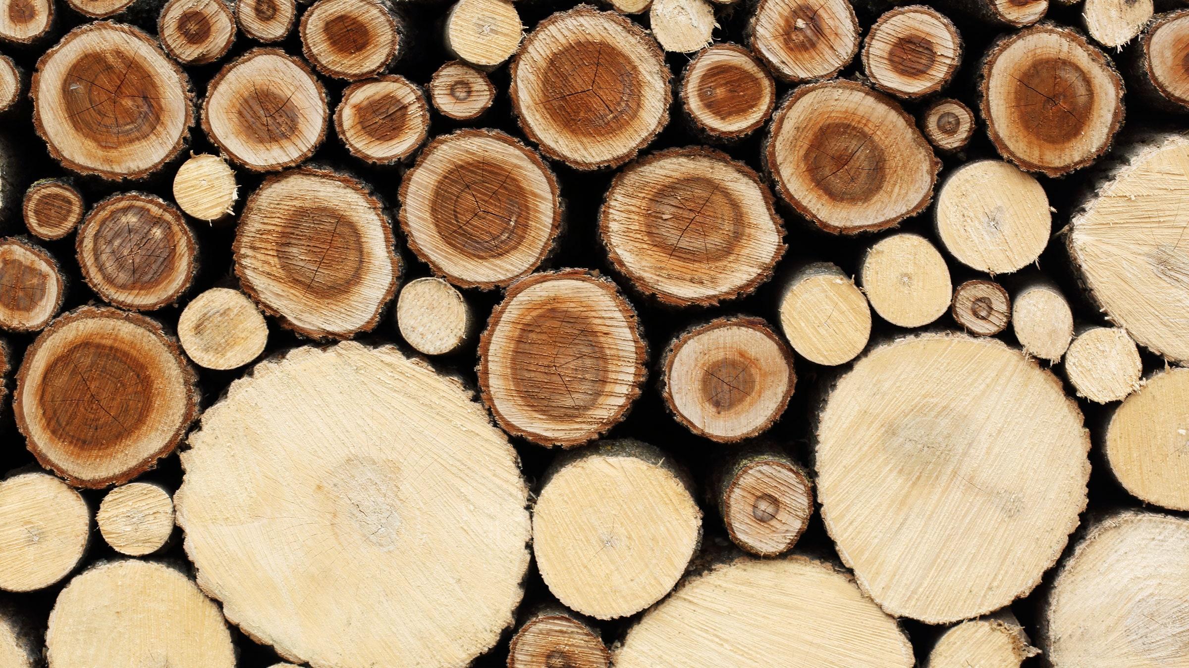 2400x1350 Nature Makes Wood. Could a Lab Make It Better?