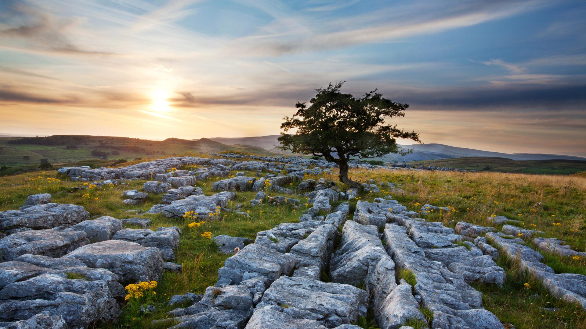 1920x1080 Lone tree and Limestone Pavement at sunset, Settle, Yorkshire, England, UK. Windows 10 Spotlight Image