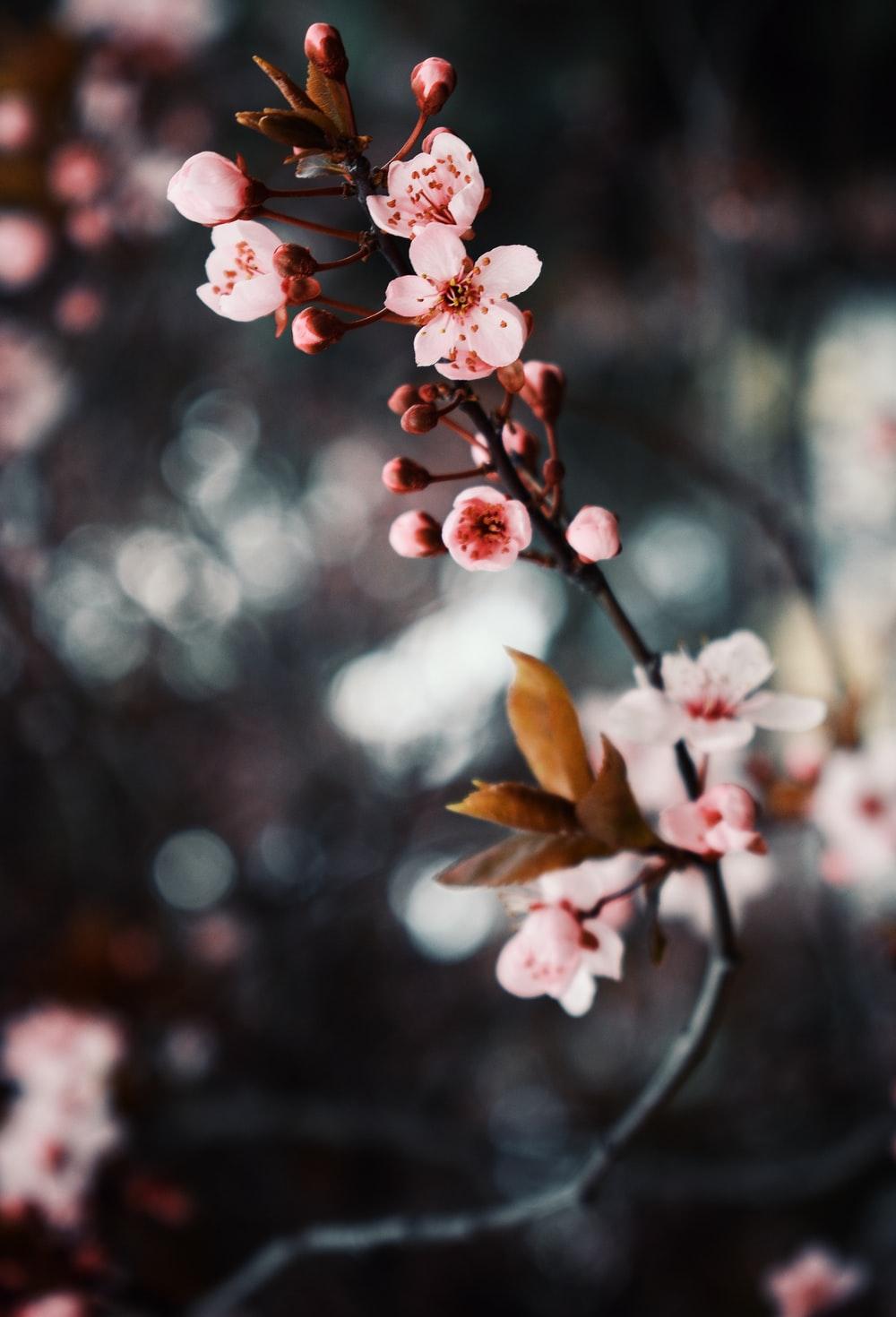 1000x1470 Cherry Blossom Wallpaper: Free HD Download [HQ]