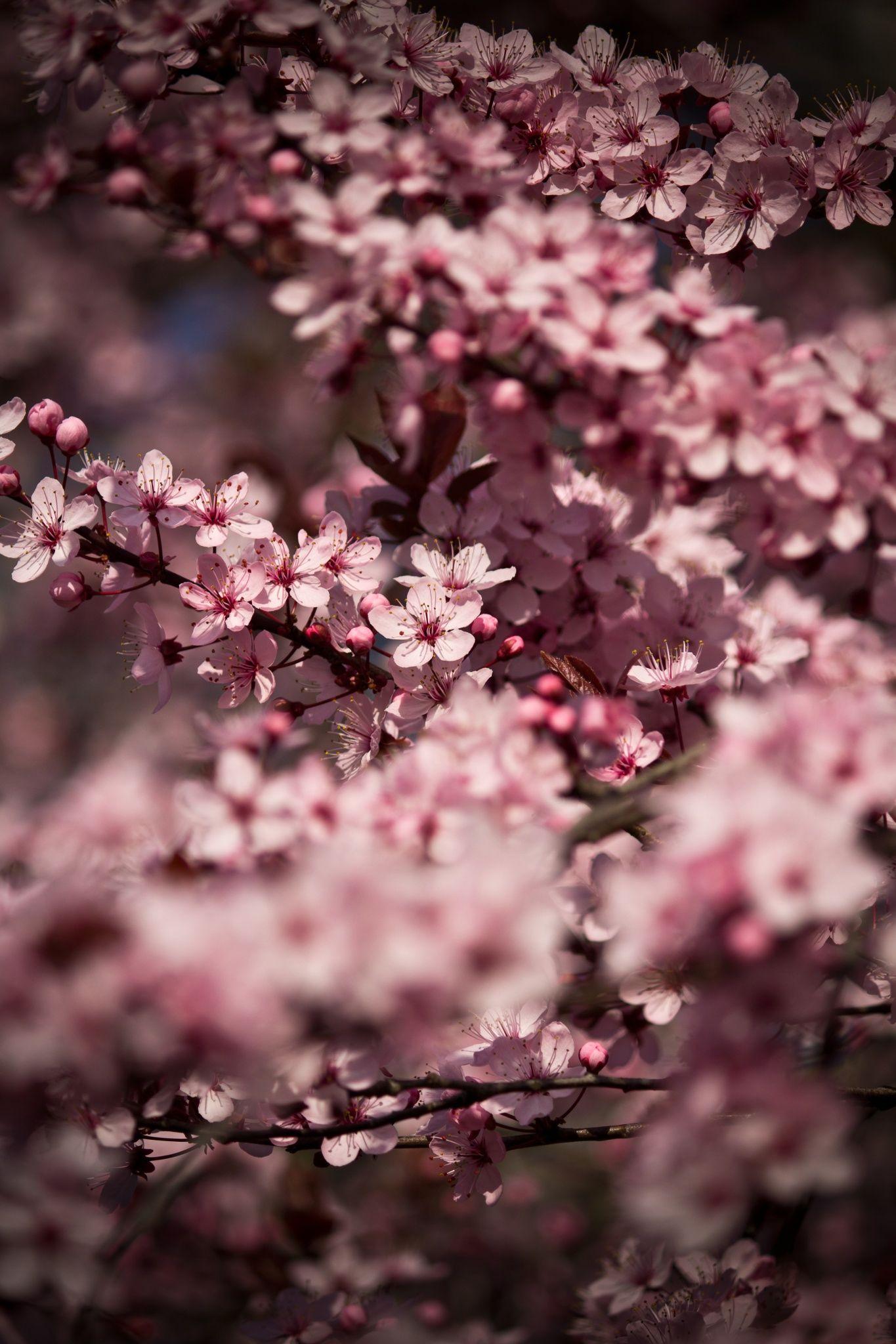 1365x2048 Cherry Blossom by Roswitha Schacht on 500px. Cherry blossom wallpaper, Sakura cherry blossom, Cherry blossom flowers