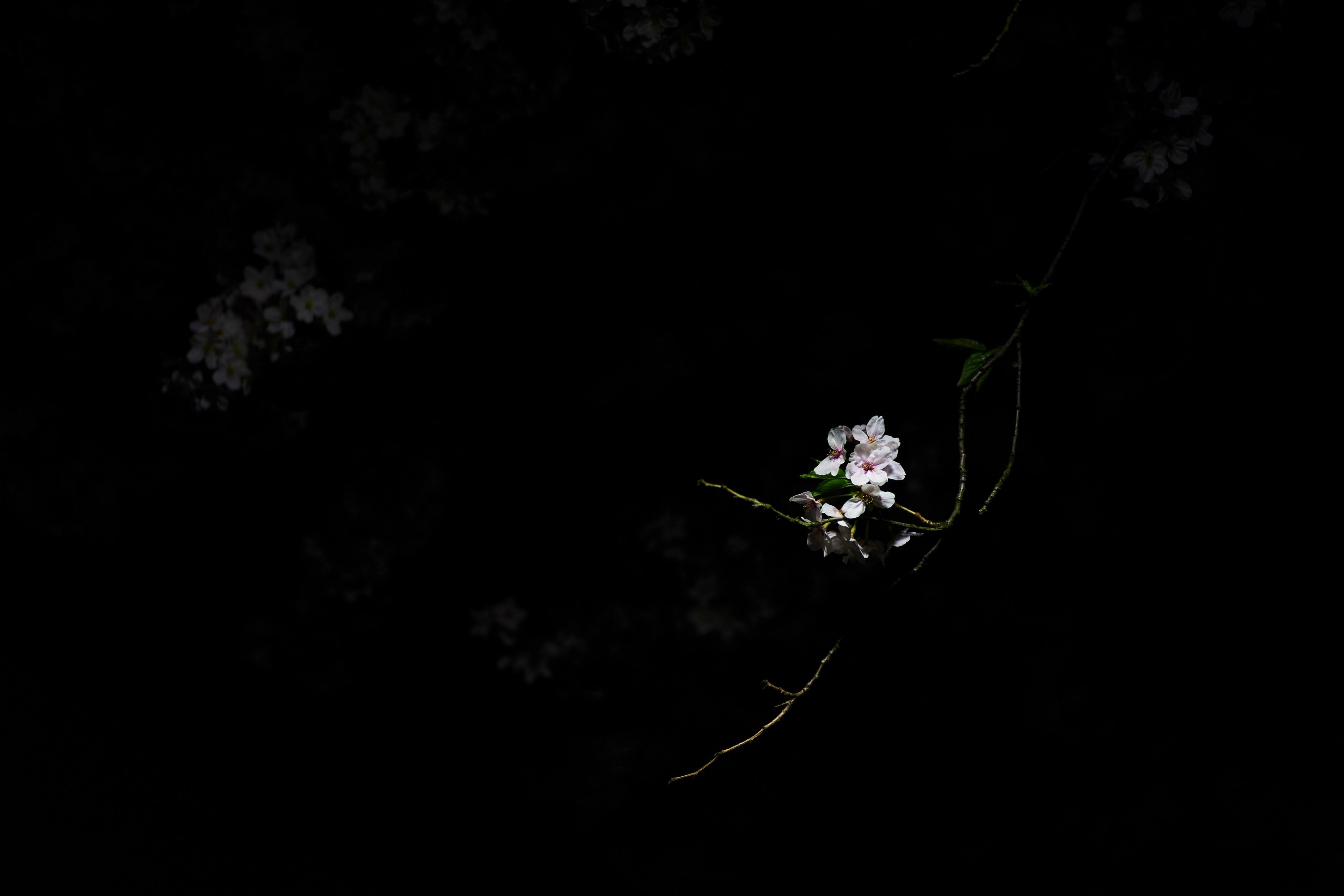 3840x2560 Wallpaper / pink cherry blossom flower in dark in the spring honancho, white flowers in the darkness 4k wallpaper