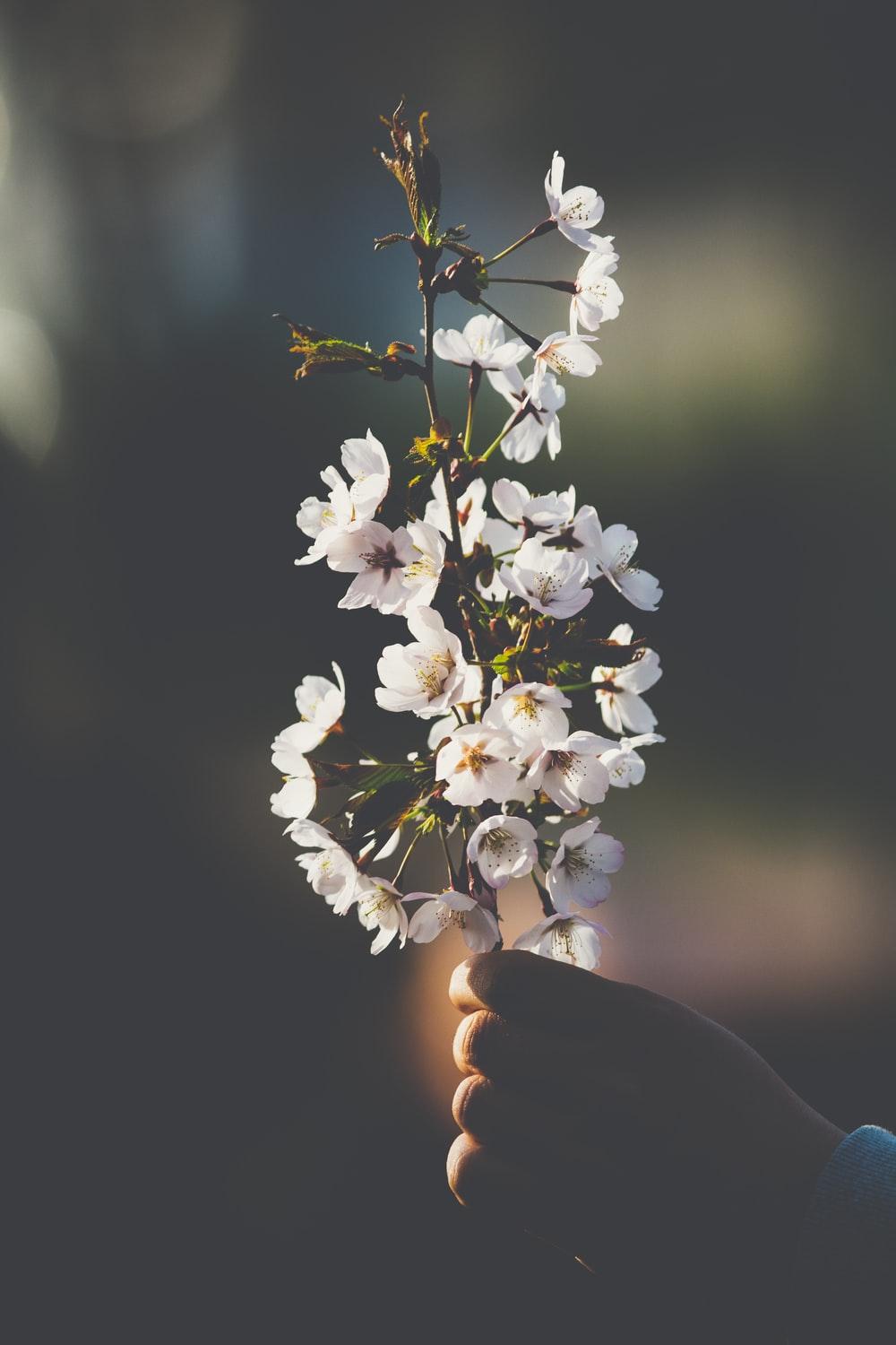 1000x1500 Sakura Korea Picture. Download Free Image