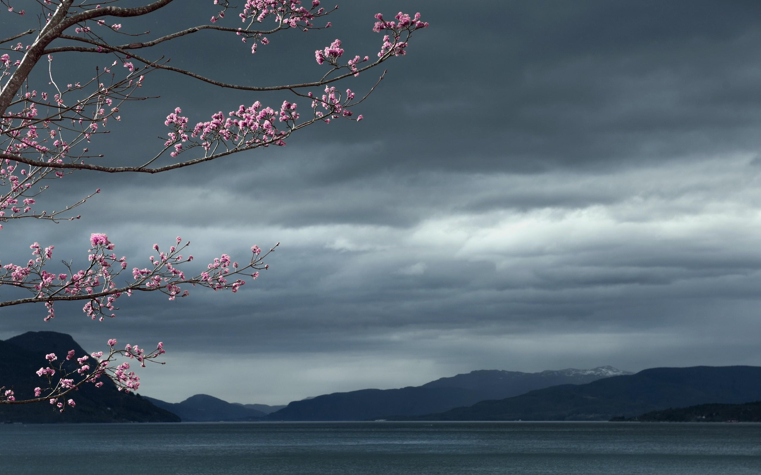 2560x1600 Wallpaper Flowering Tree Against A Background Of Dark Clouds On Desktop.com Wallpaper, Picture, Image!