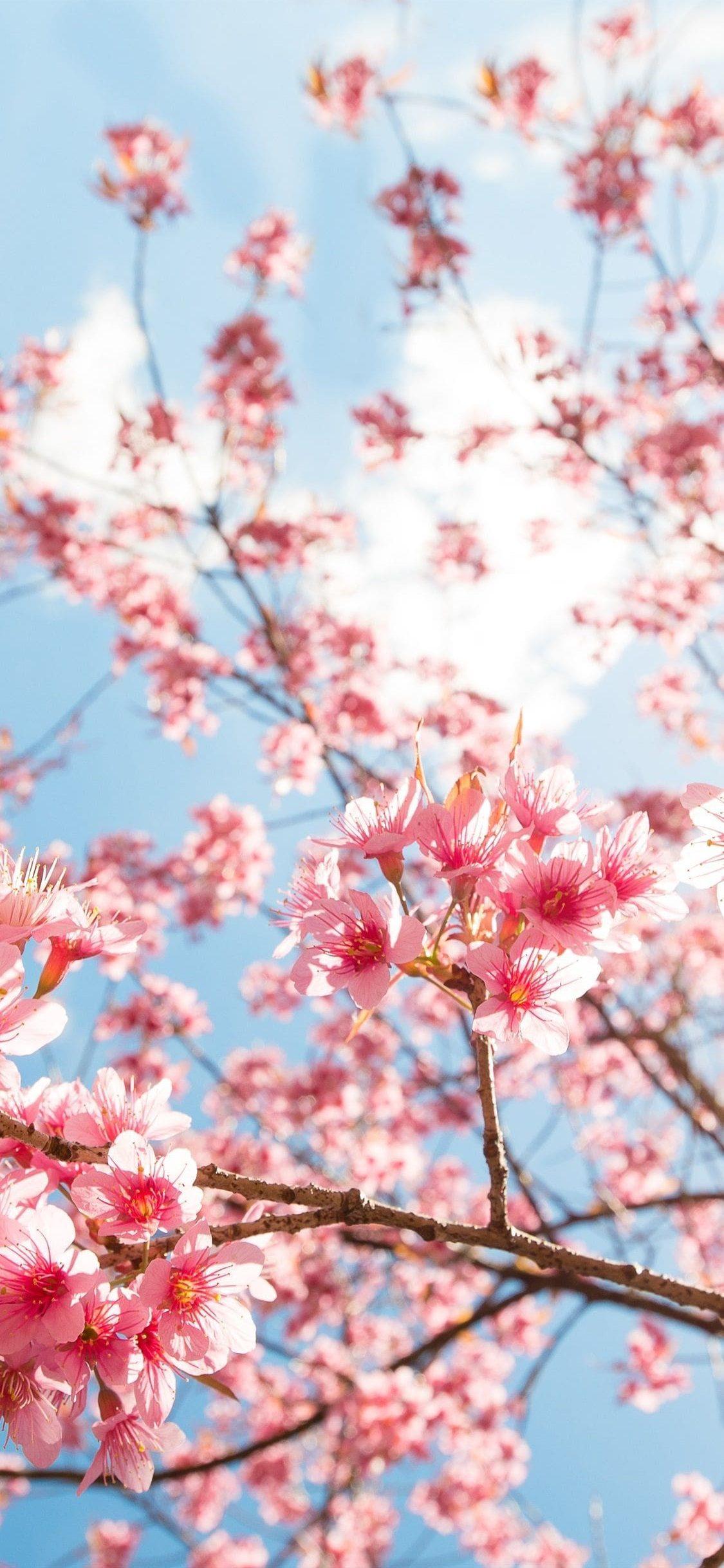 1125x2436 Cherry Blossom Wallpaper