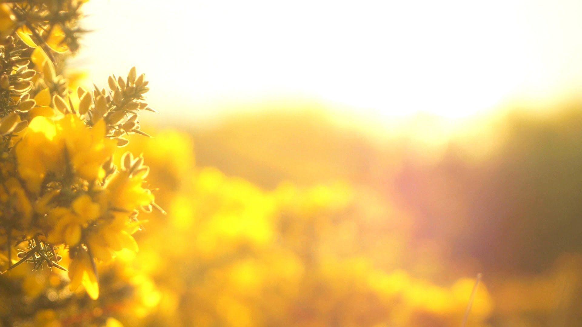 1920x1080 Thank You! - (100k) Video Thank You Card N°073