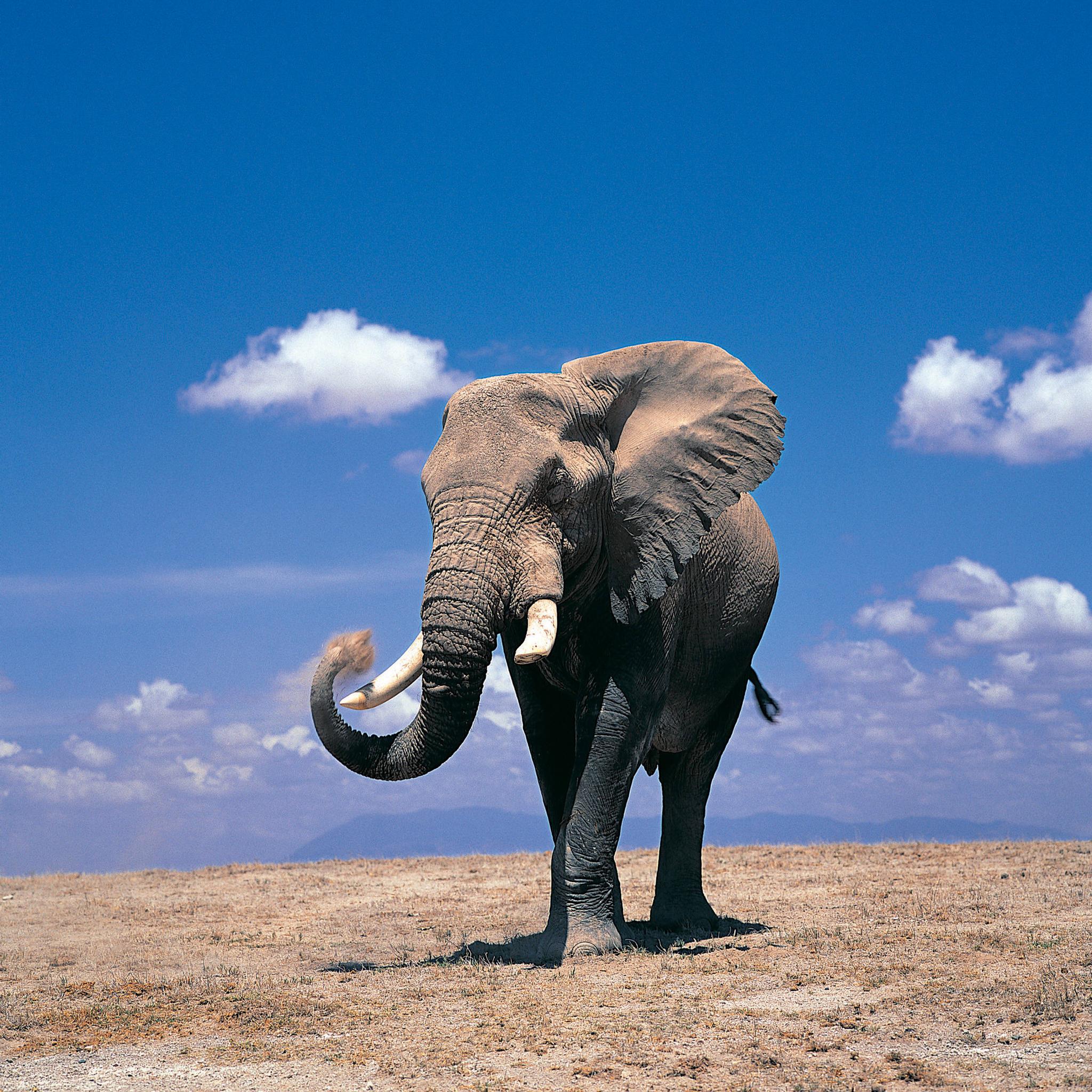 2048x2048 Elephant Retina Wallpaper for iPhone Pro Max, X, 6