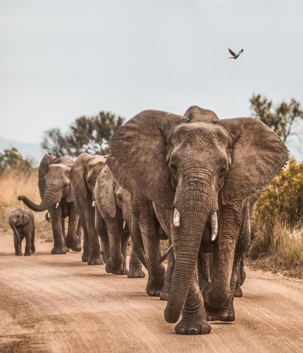 1000x1166 Elephant Picture [HD]. Download Free Image