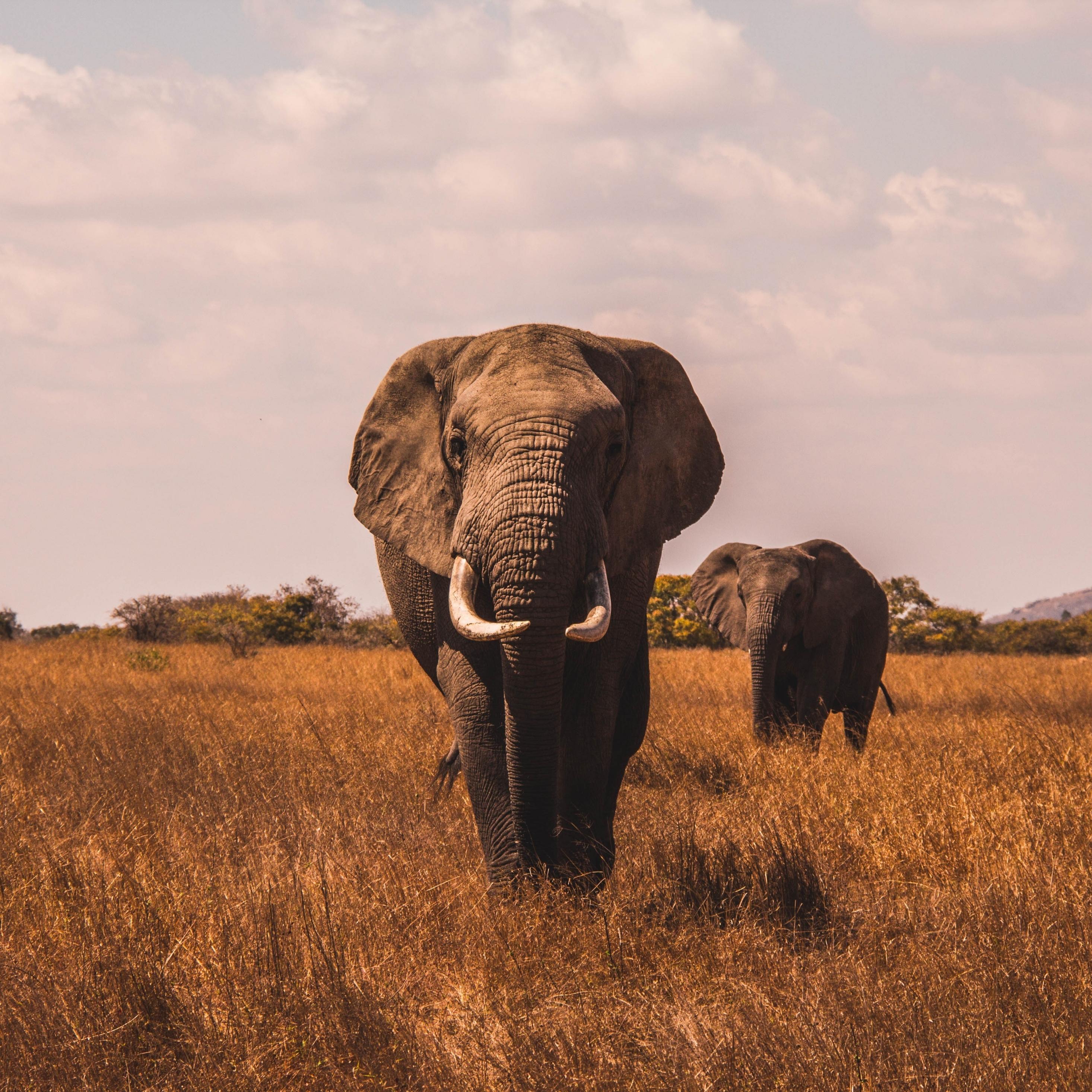 2932x2932 Download 2932x2932 wallpaper landscape, grass, elephant, ipad pro retina, 2932x2932 HD image, background, 6109