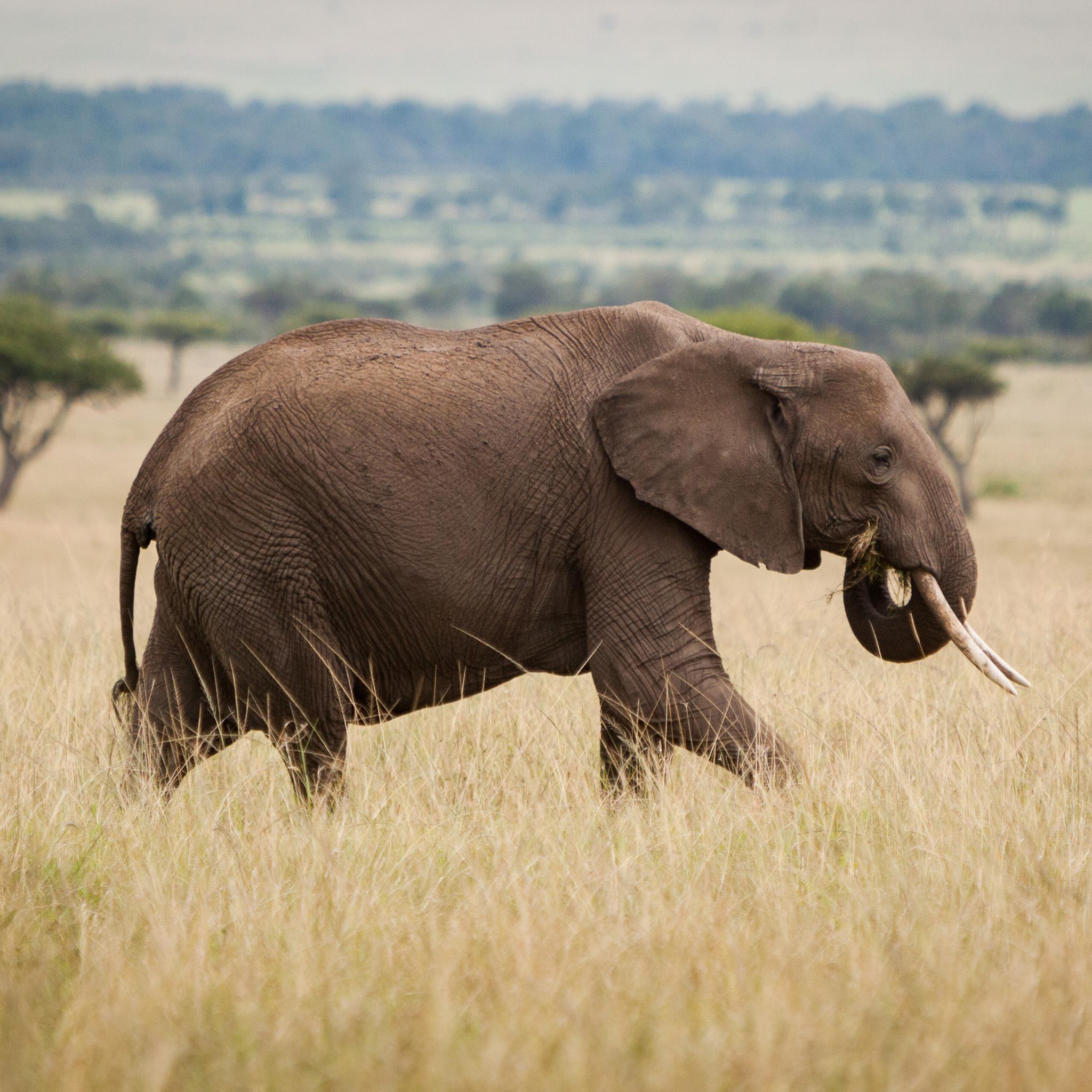 2048x2048 African Elephant iPad Wallpaper