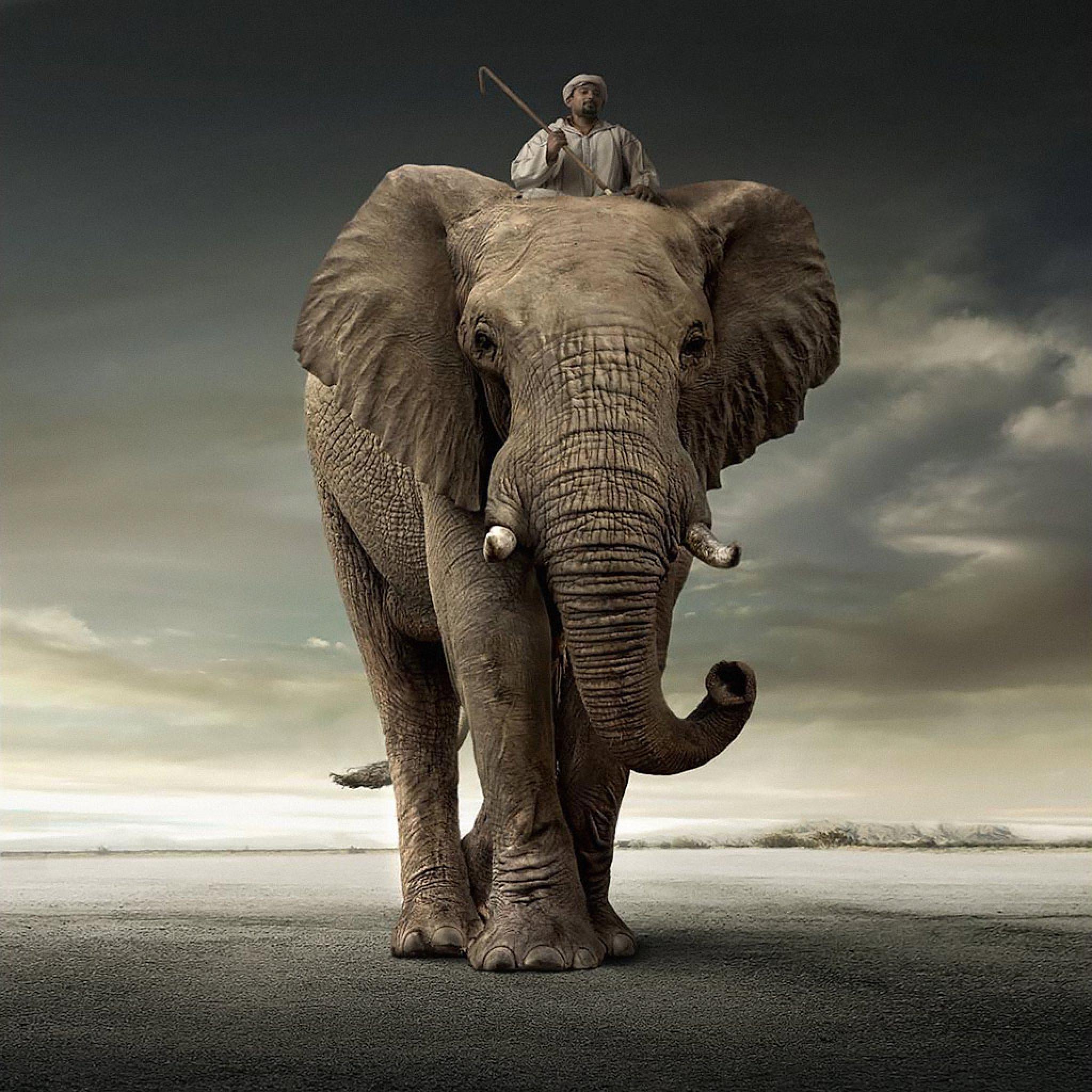 2048x2048 Fun Humor Elephant Picture IPhone HD Wallpaper Free