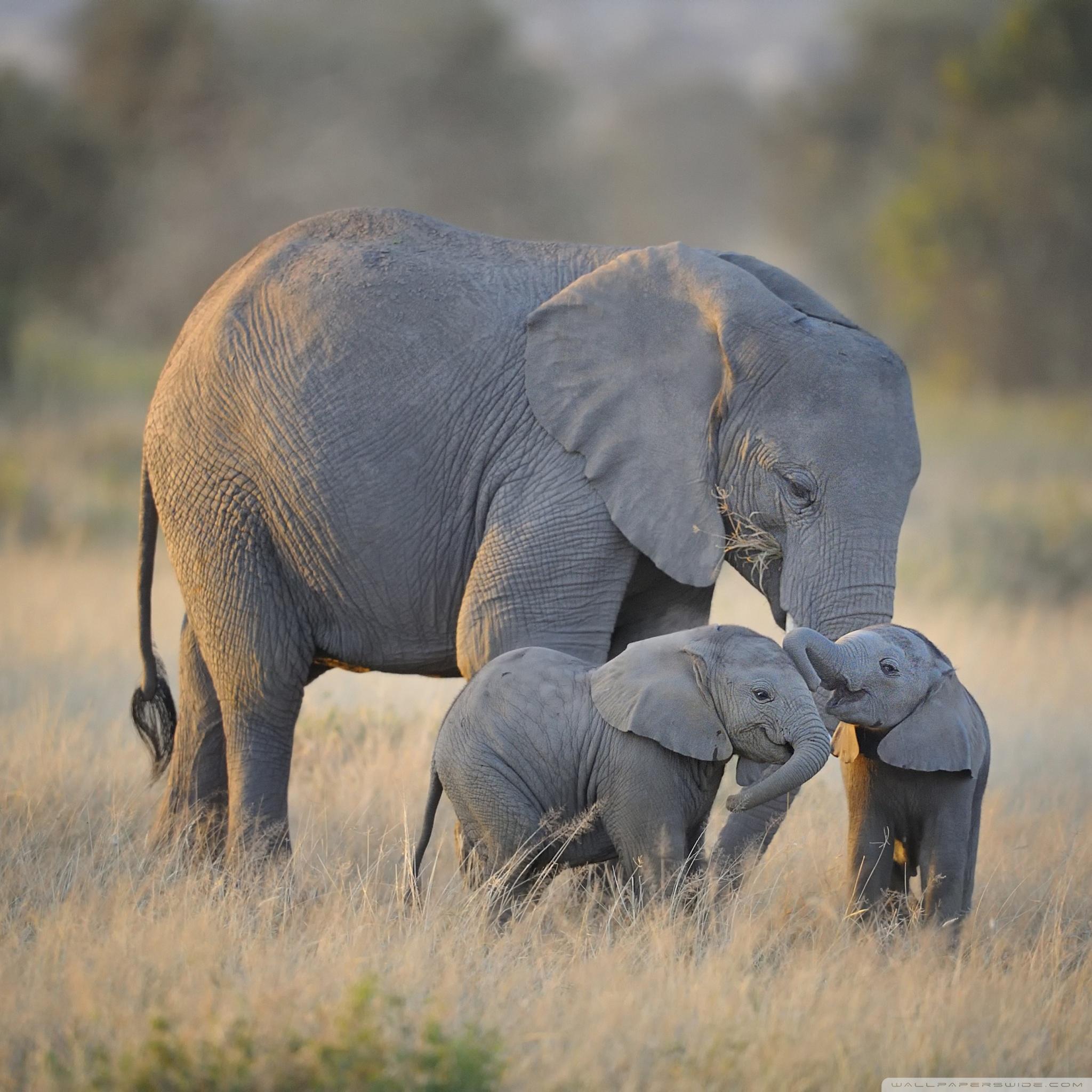2048x2048 African Elephants Mother and Adorable Babies Ultra HD Desktop Background Wallpaper for 4K UHD TV : Widescreen & UltraWide Desktop & Laptop : Multi Display, Dual Monitor : Tablet