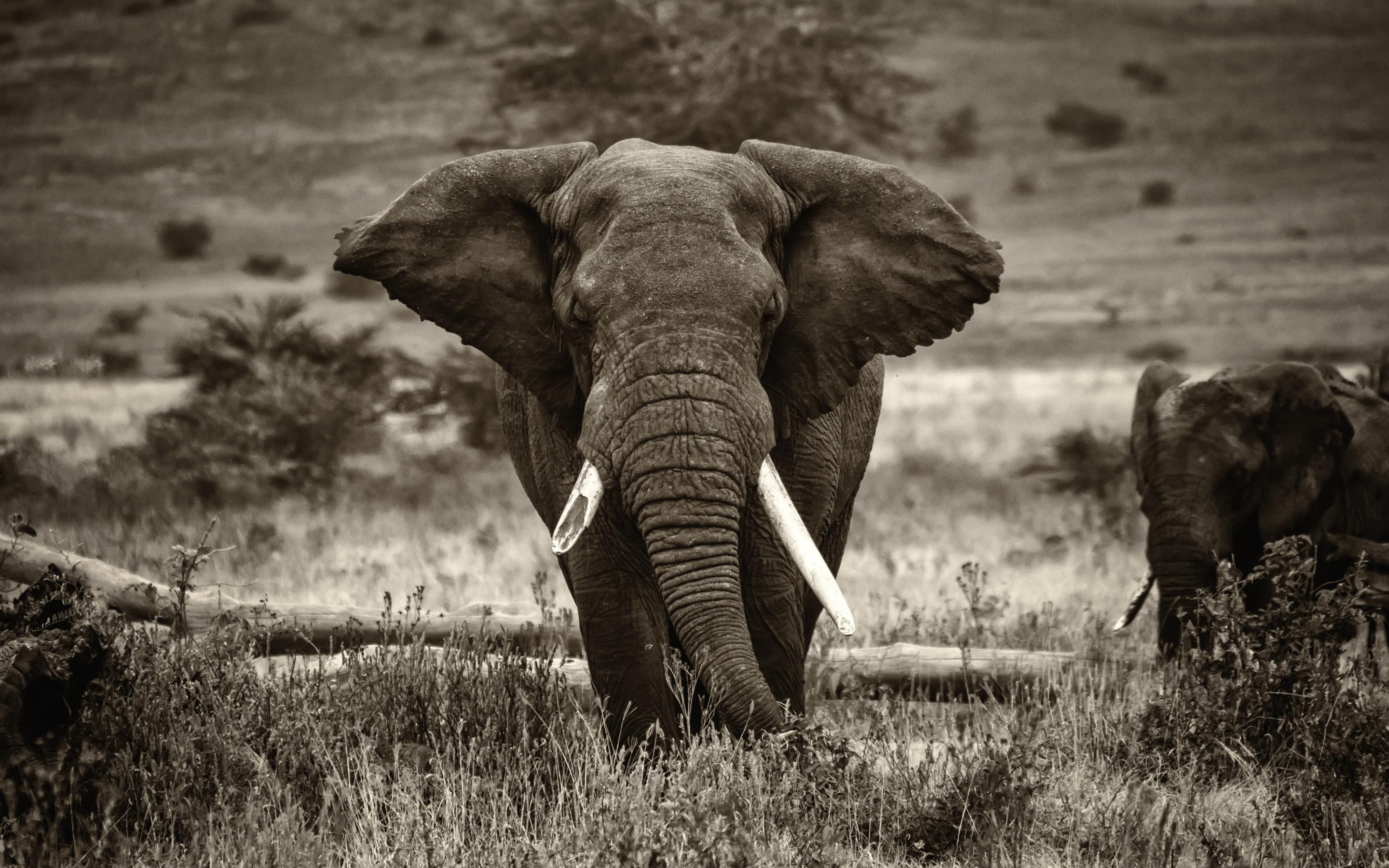 2880x1800 Elephant Background For Desktop Image In The Best Elephant Background
