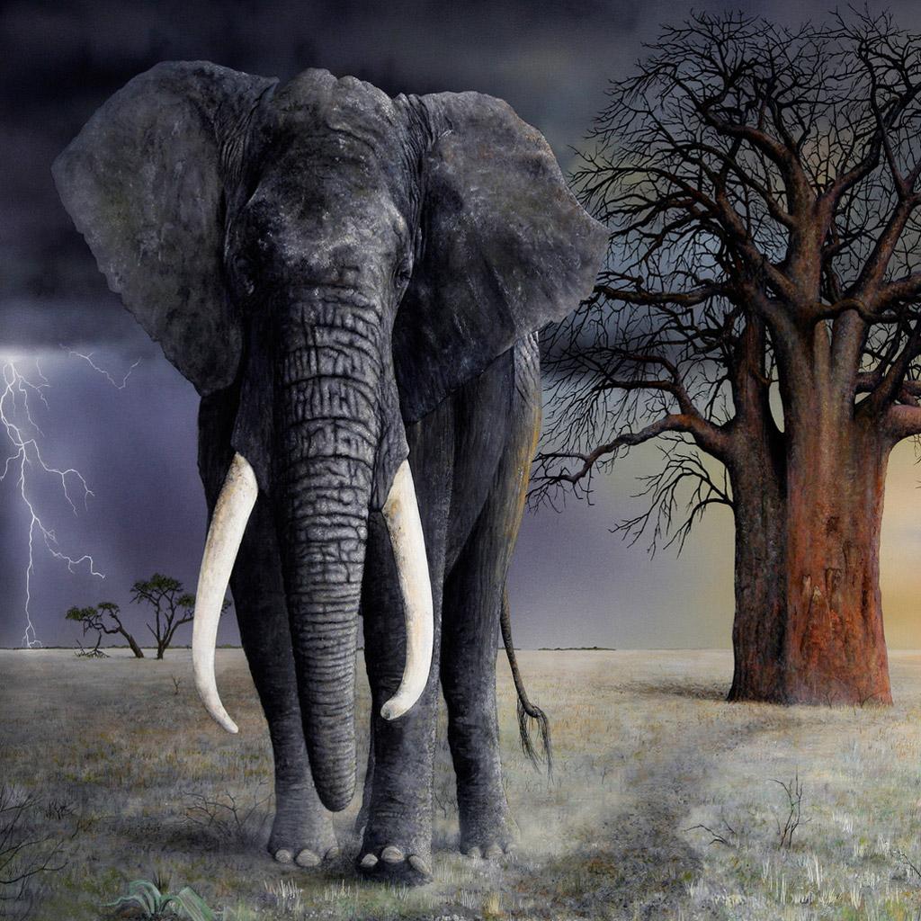 1024x1024 Elephant. iPad Wallpaper free iPad wallpaper & background