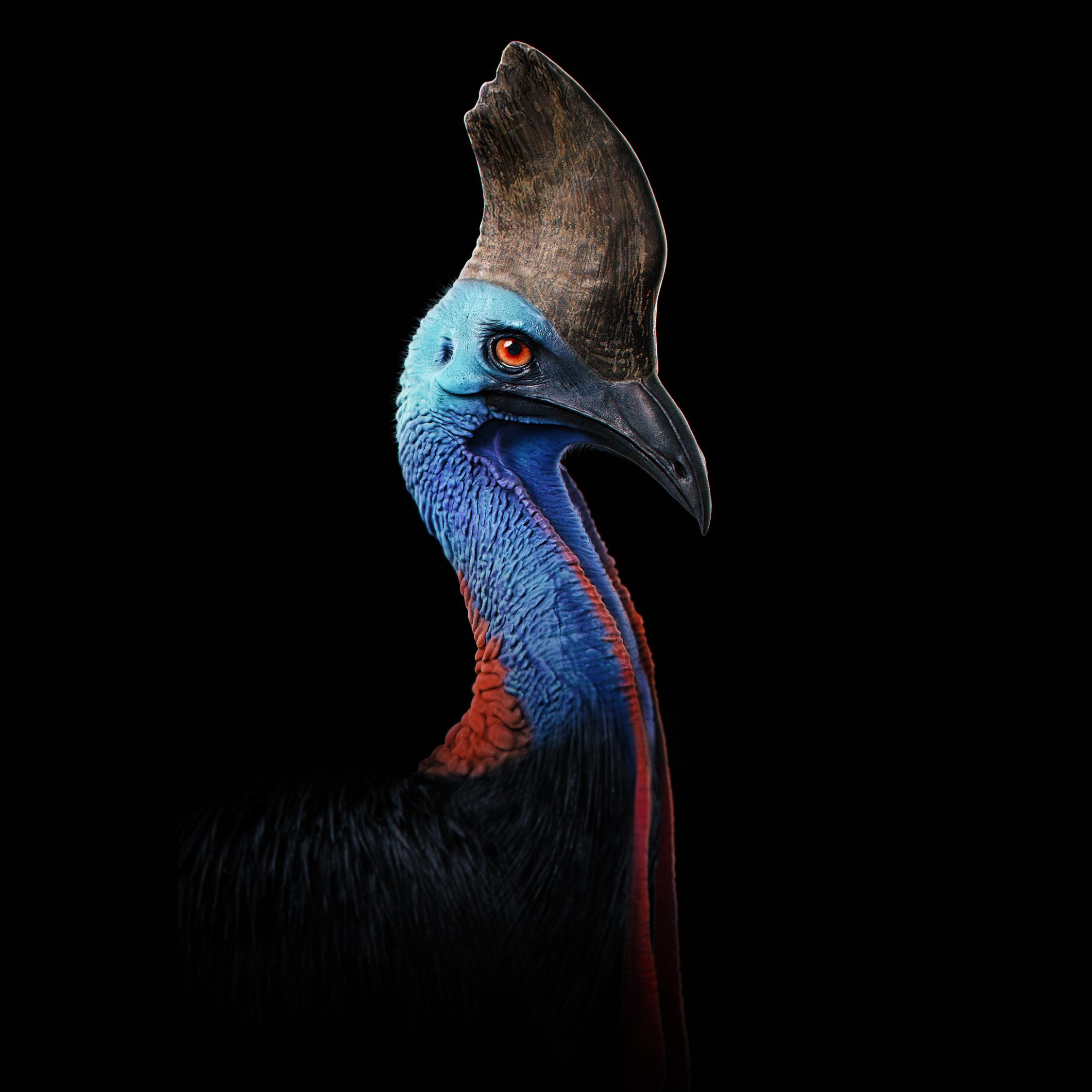 2248x2248 Download Dinosaur bird, colorful neck, portrait wallpaper, 2248x iPad Air, iPad Air iPad iPad iPad mini iPad mini 3