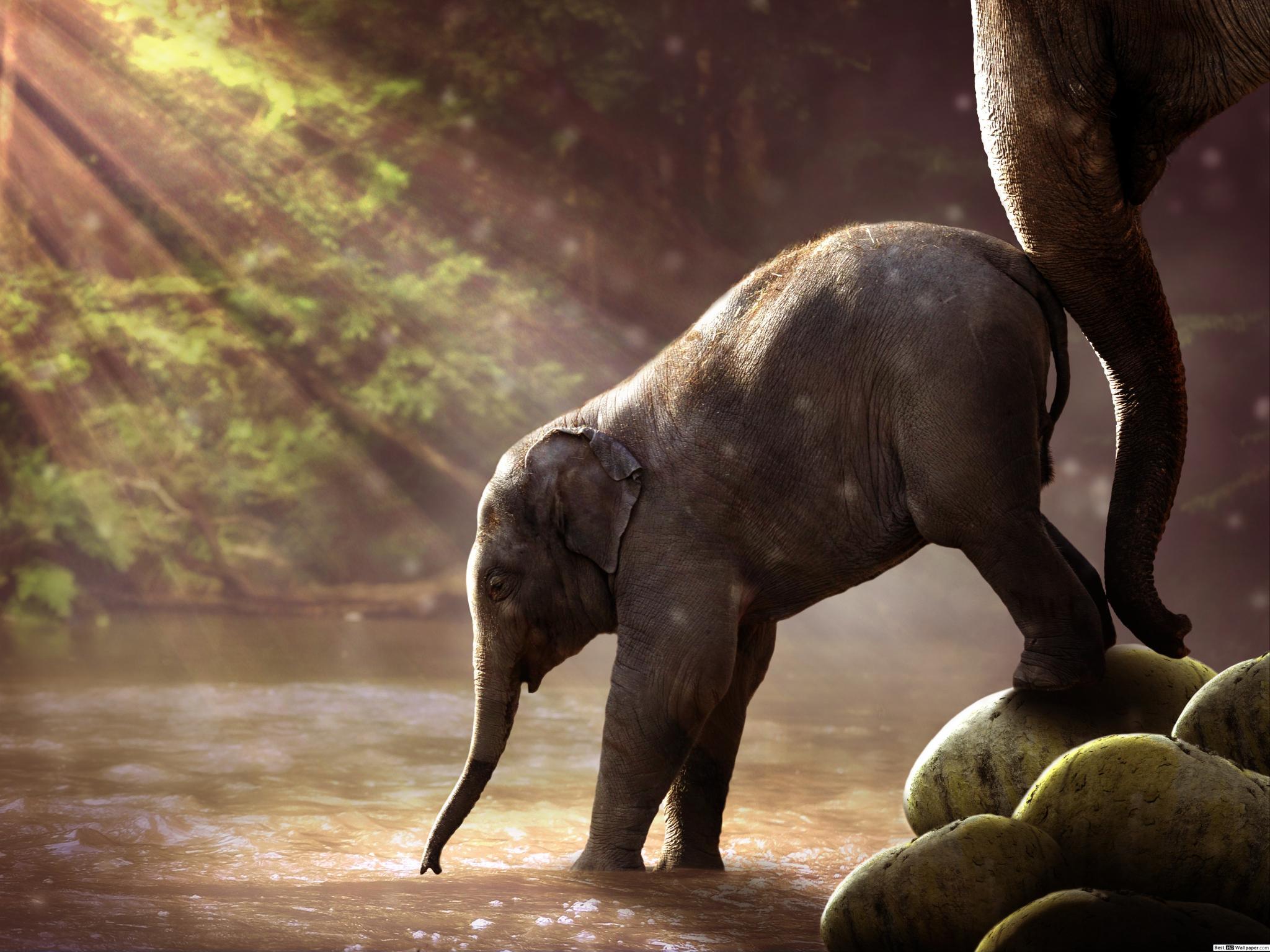 2048x1536 baby elephant in the lake HD wallpaper download