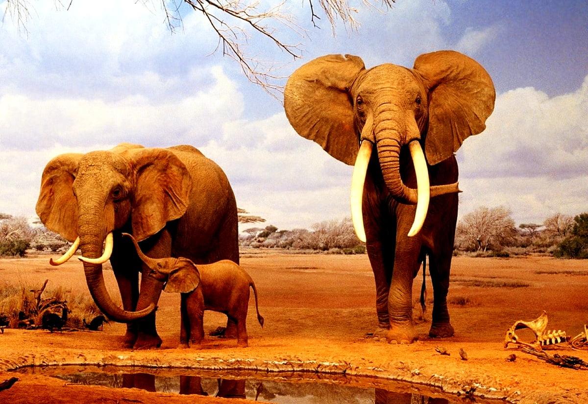 1200x825 Cool Elephant, Indian Elephant, Wildlife wallpaper. Download TOP Free wallpaper