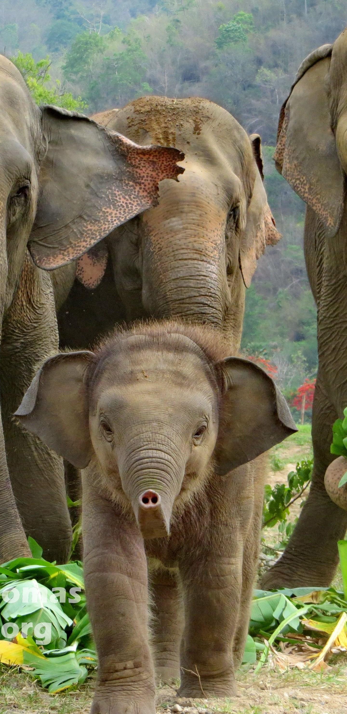 1440x2960 Elephant Picture Desktop Background