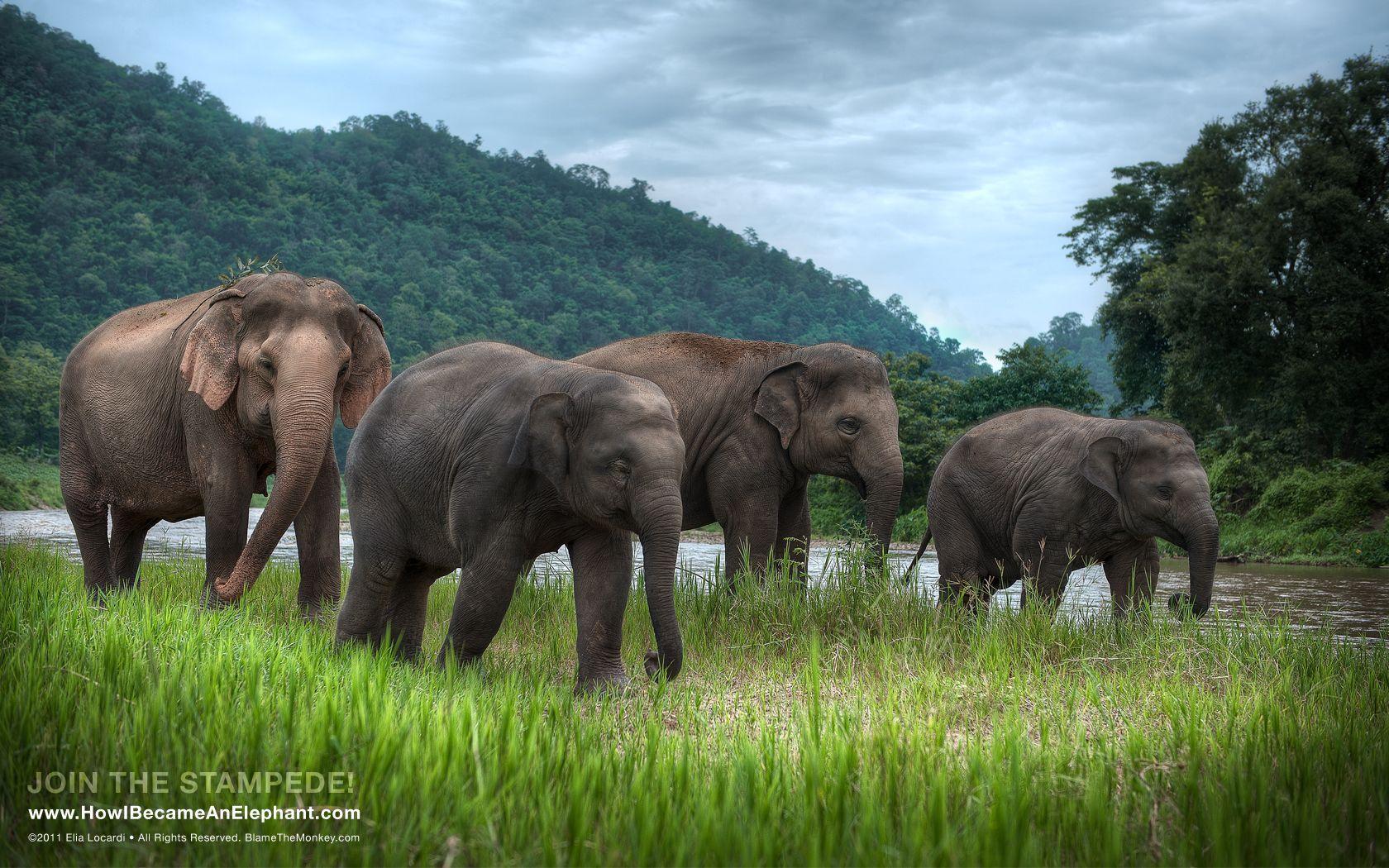 1680x1050 Free Elephant Desktop Wallpaper or Background Stroll