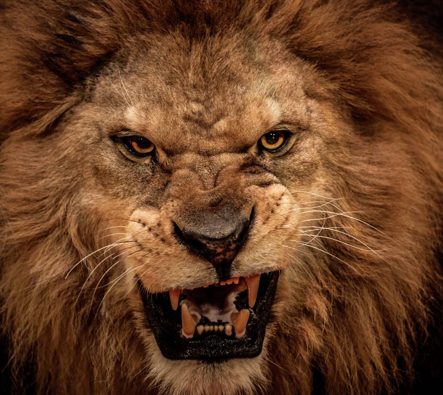 1438x1280 Angry Lion Wallpaper