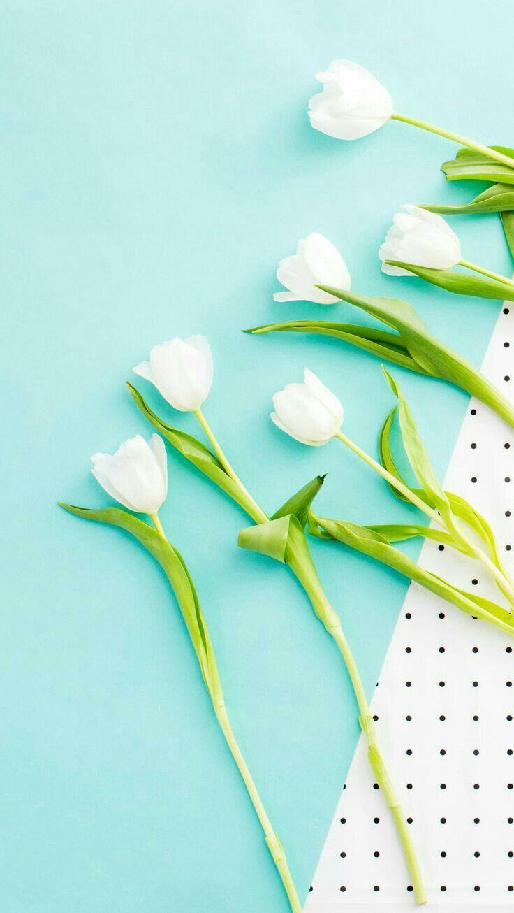 736x1306 Wallpaper Cute Mint Green Embellishment. Best Wallpaper HD