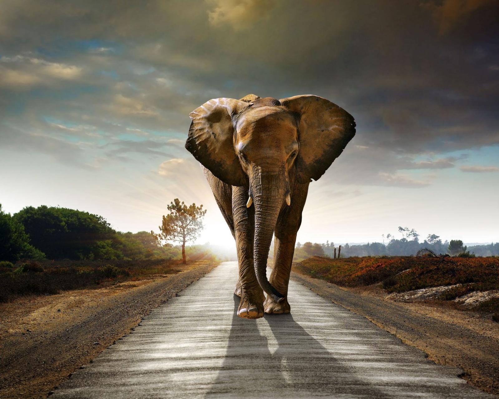 1600x1280 Elephant Roads Sunrise And Sunset Animals Nature Wallpaper - [1600x1280]