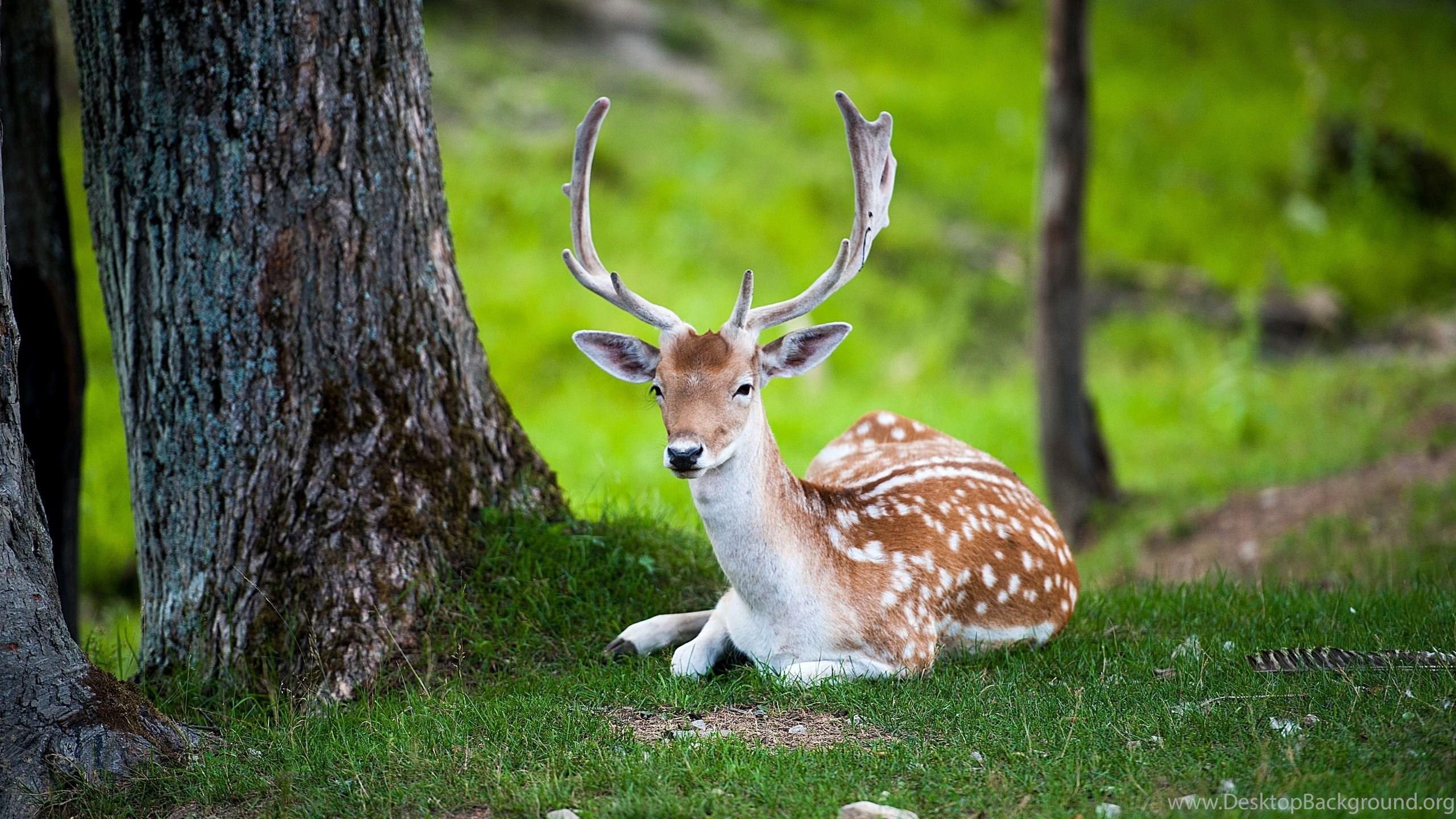 2560x1440 Deer Animals Nature Wallpaper Desktop Background