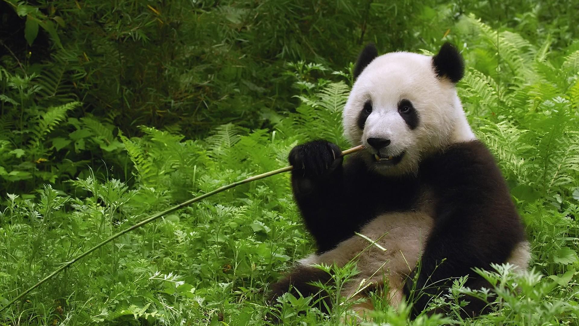 1920x1080 10++ Nature Animals Wallpaper HD Download